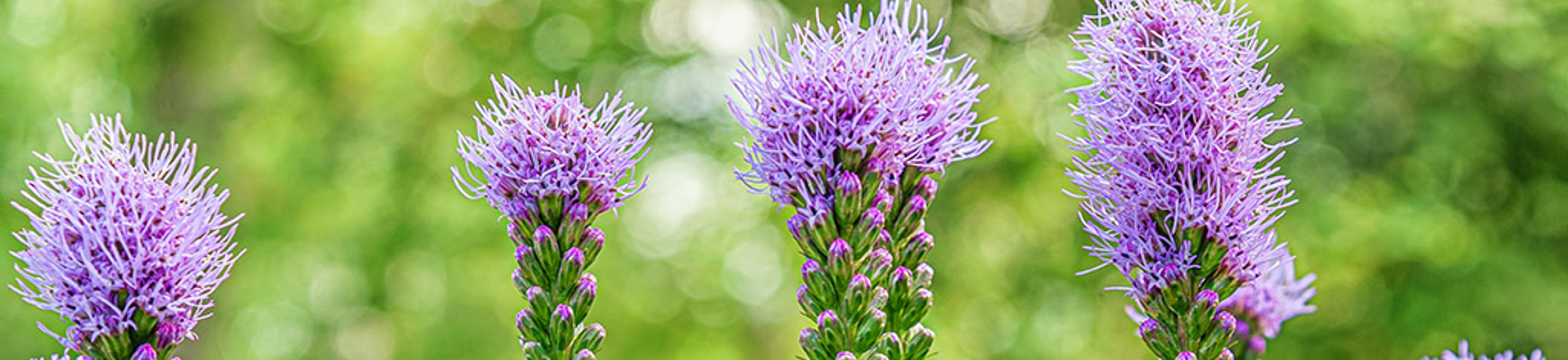 floral background of blooming liatris flowers in a garden close up