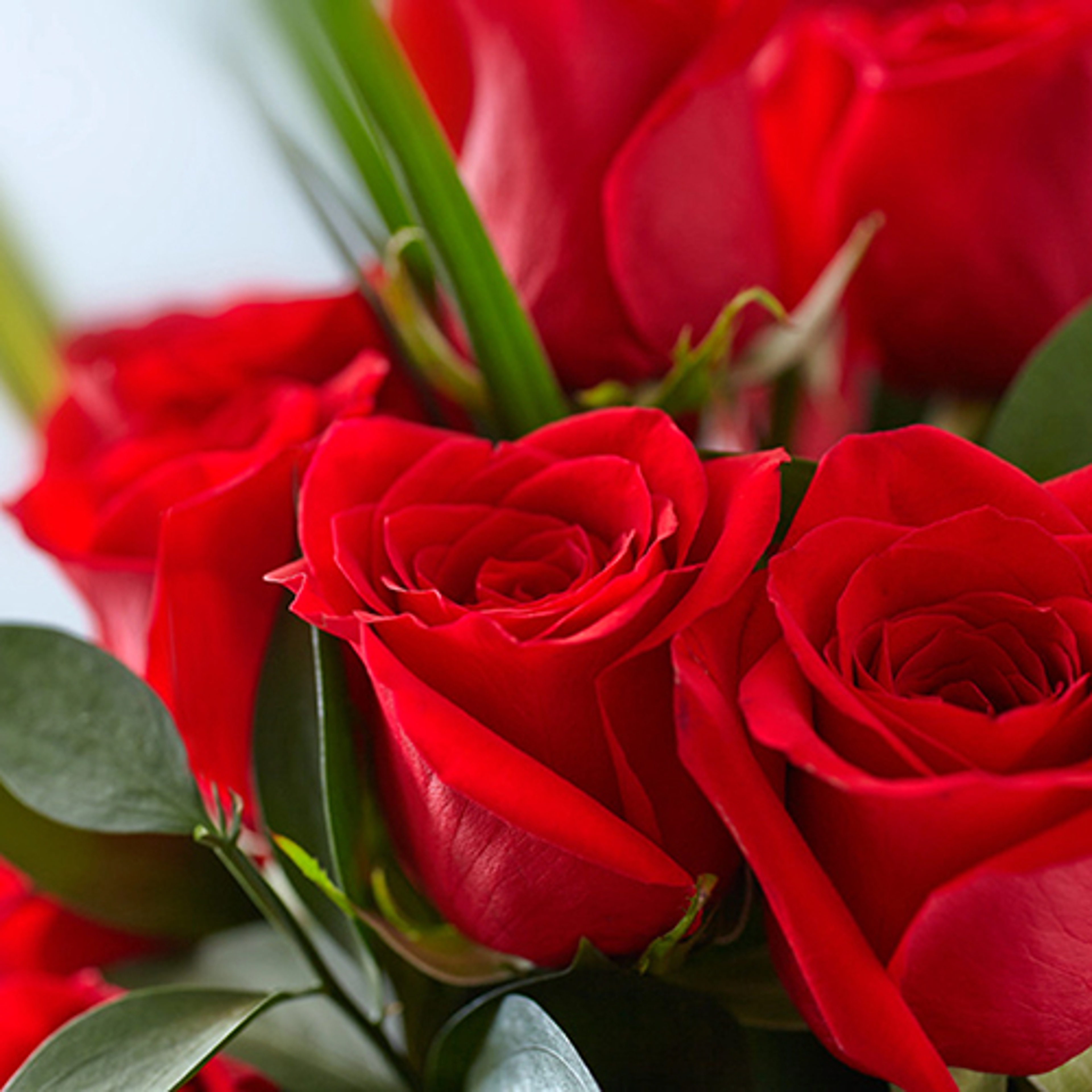 birth flower roses crop