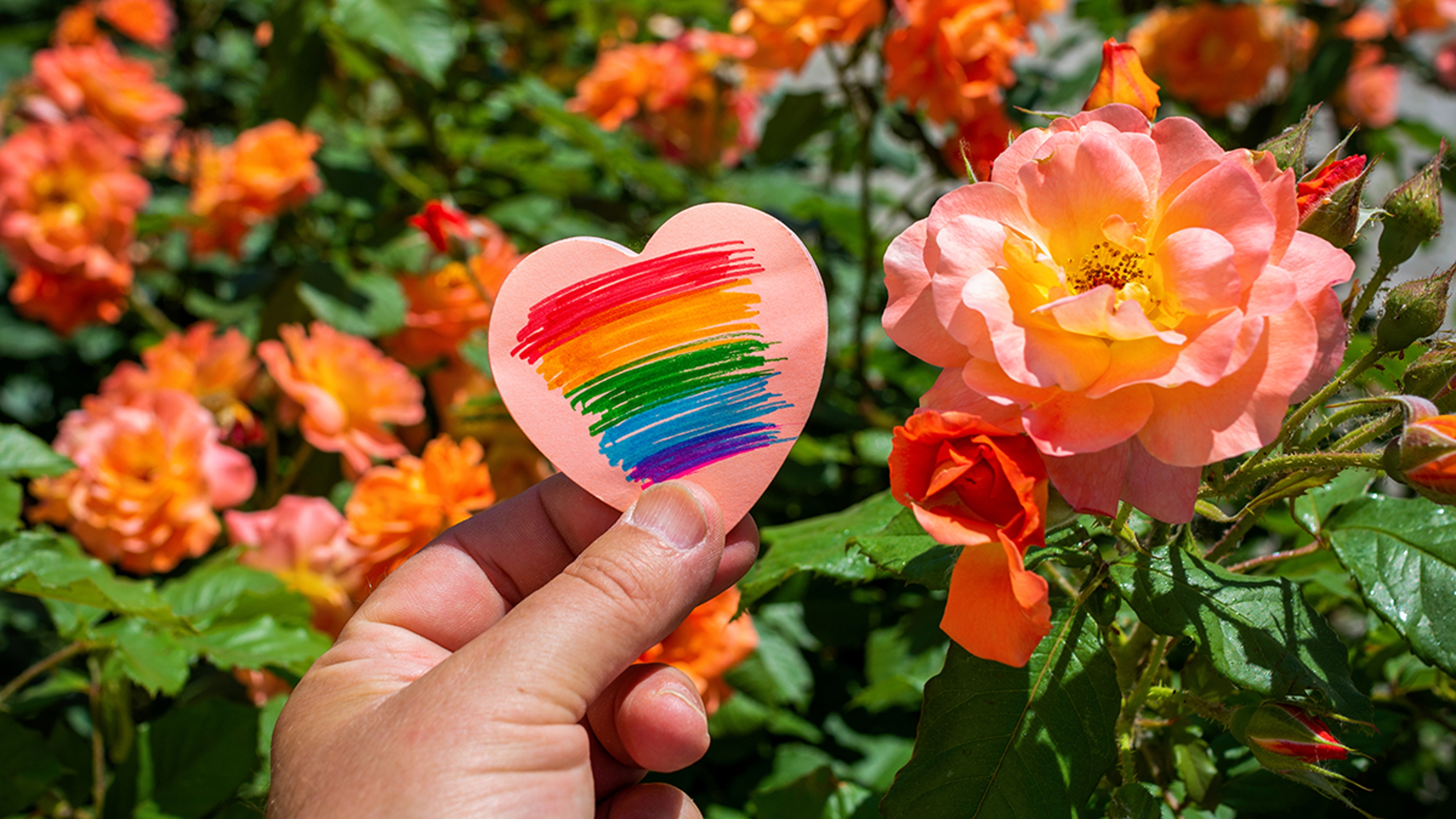 Article Cards Featured Image caucasian man with a piece of paper in his hands with a rainbow flag painted in it on a background of roses