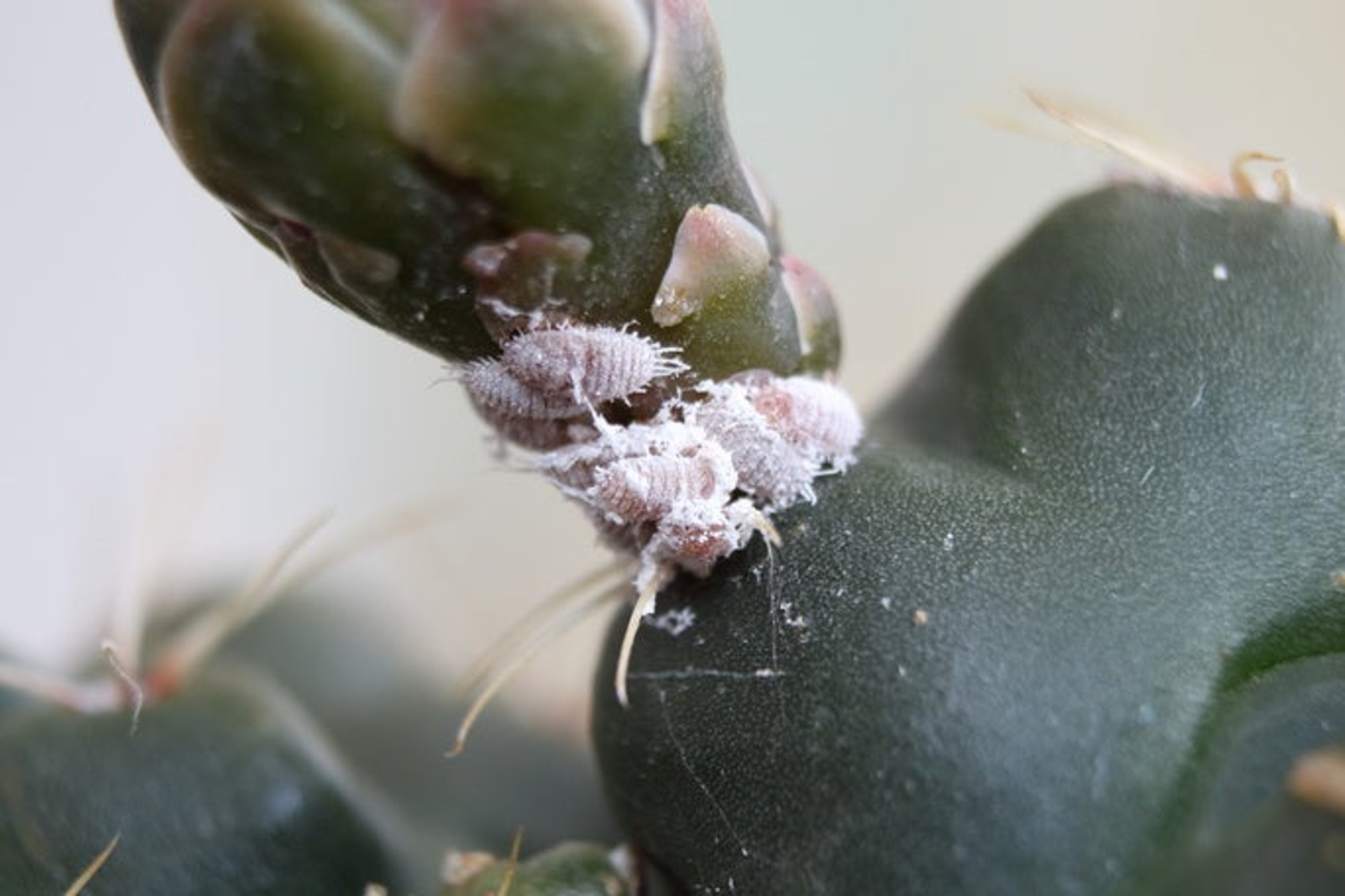 Article Cards Featured Image Mealybugs  Pseudococcidae  on cactus close up.