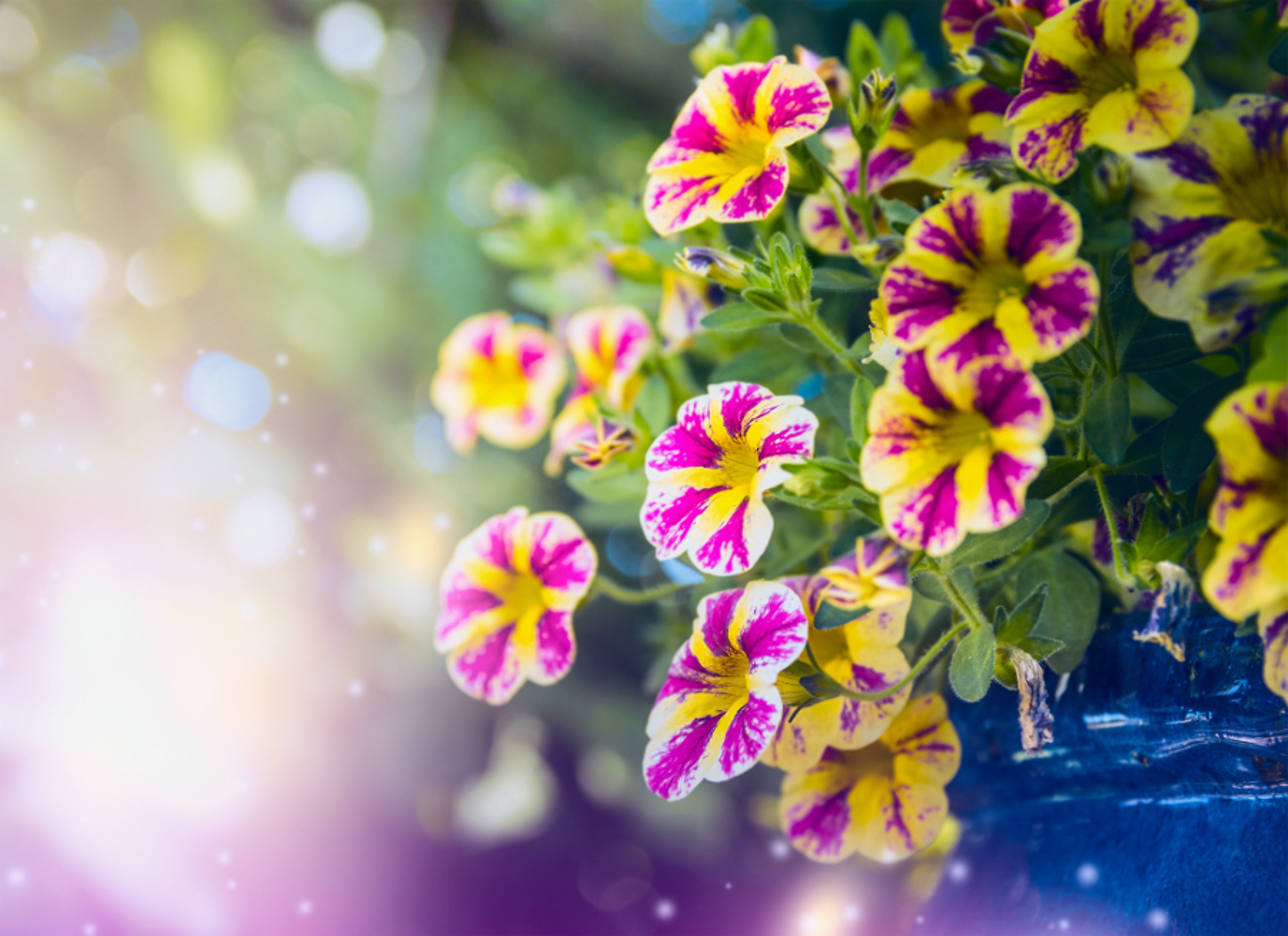 Beautiful  yellow pink petunia flowers in garden over blurred nature background