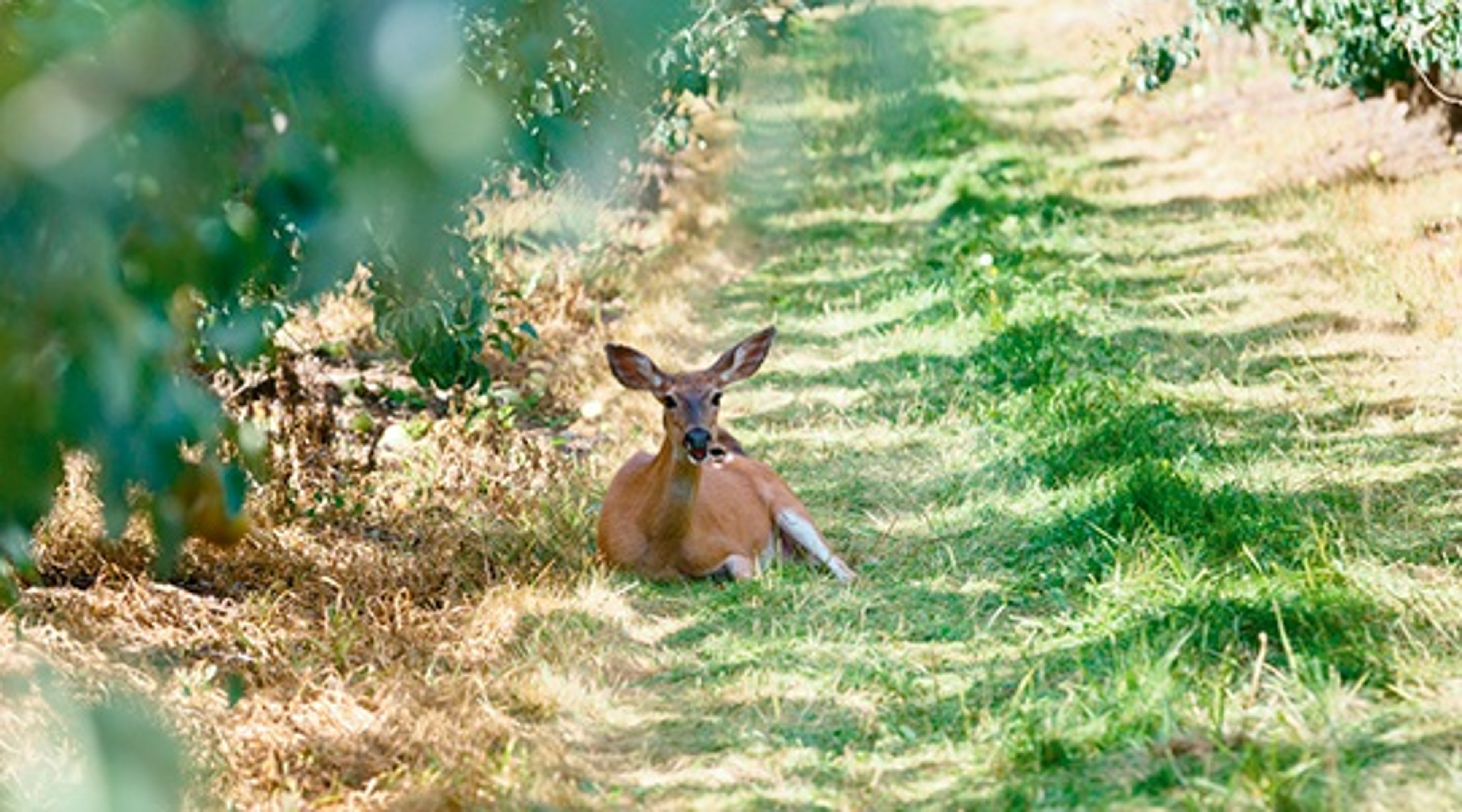 deer images wildlife photography Harry & David orchards