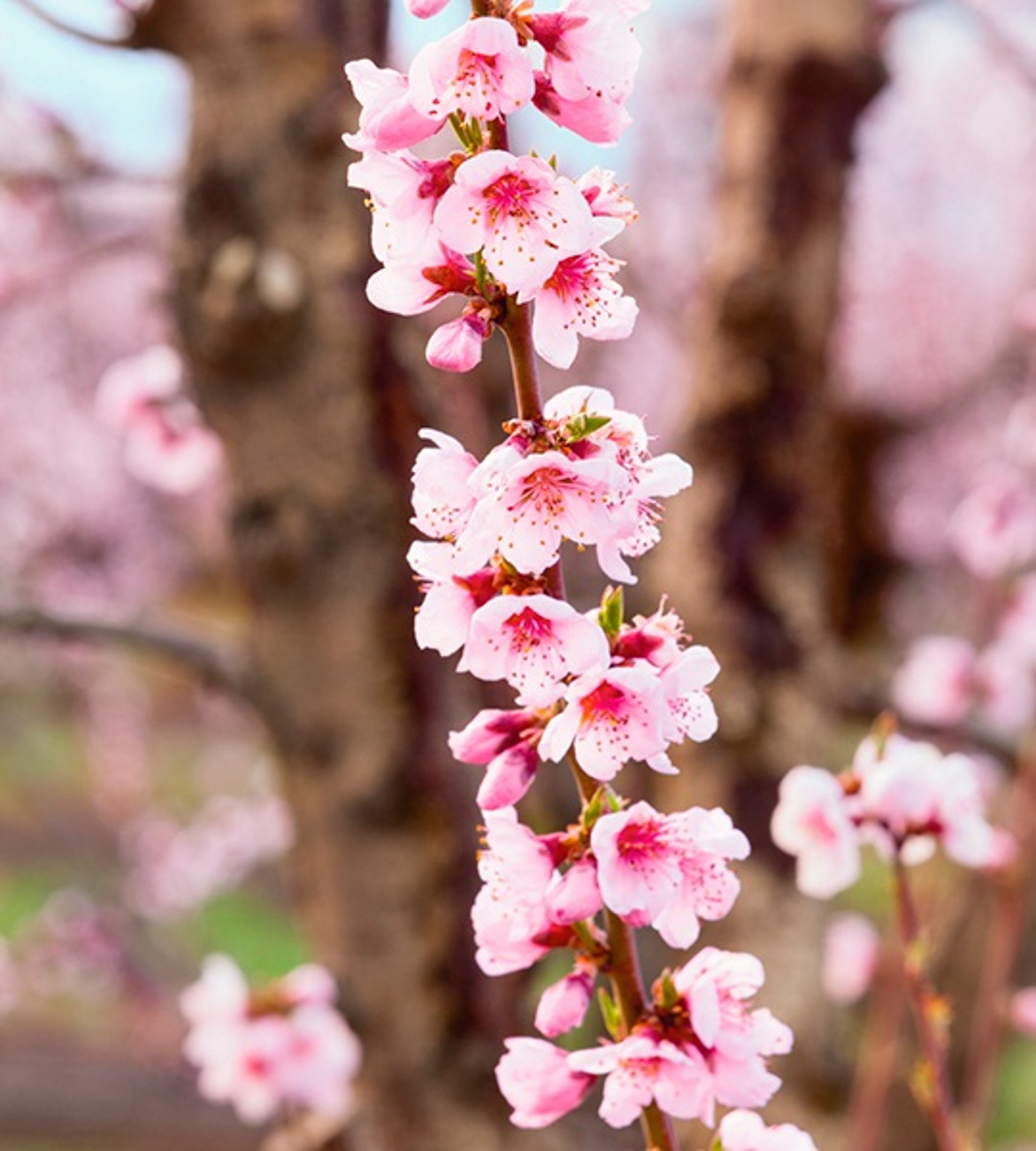 peach blossoms flowers in spring photos, images at Harry & David