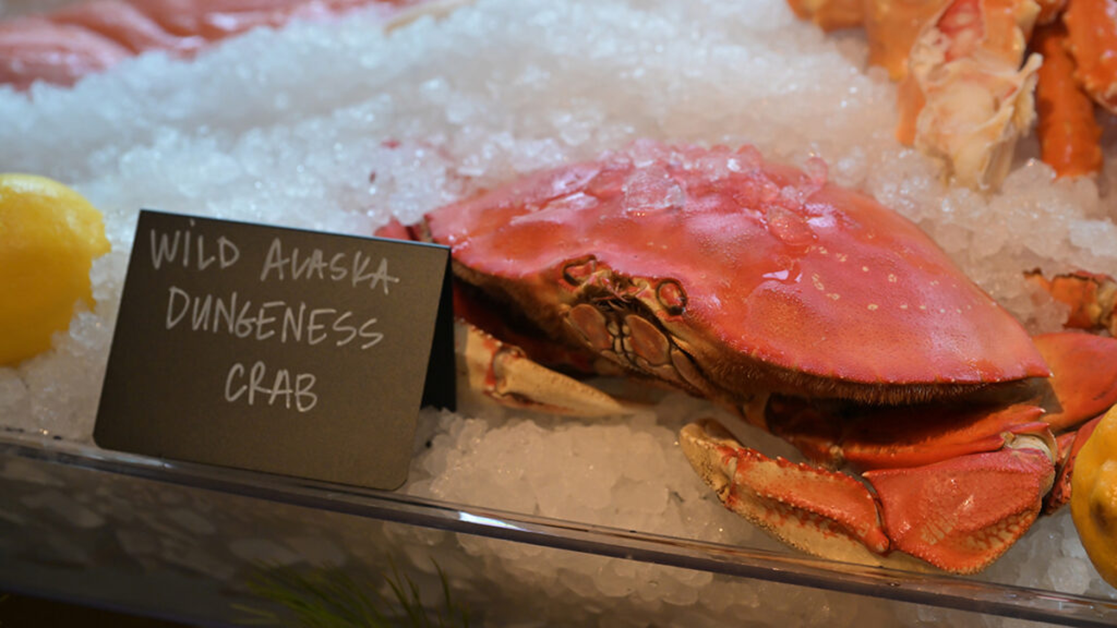 Closeup of wild Alaska dungeness crab in ice.