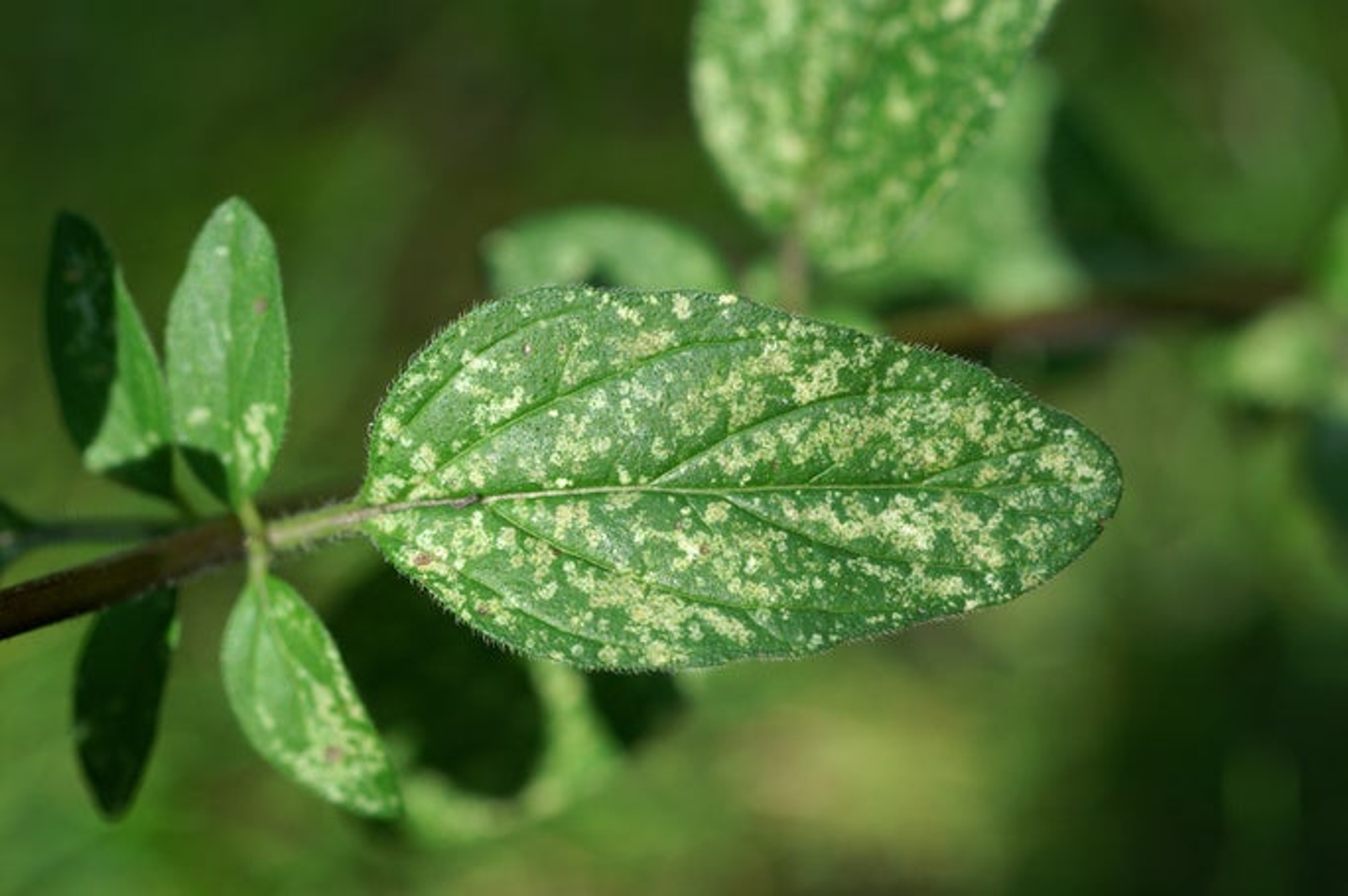 Spider mite damage on Oregano leaf.