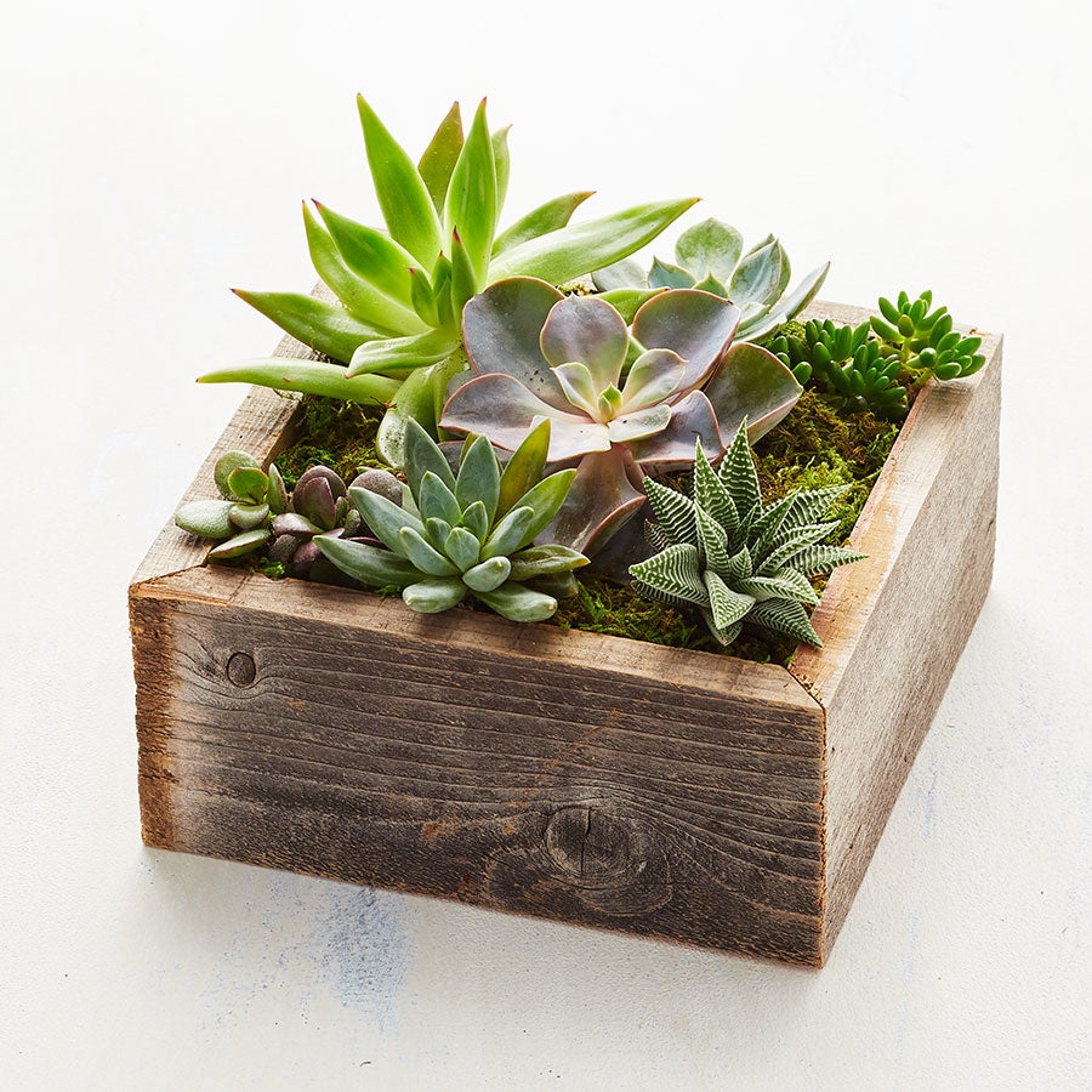 Reclaimed Wood Succulent Garden