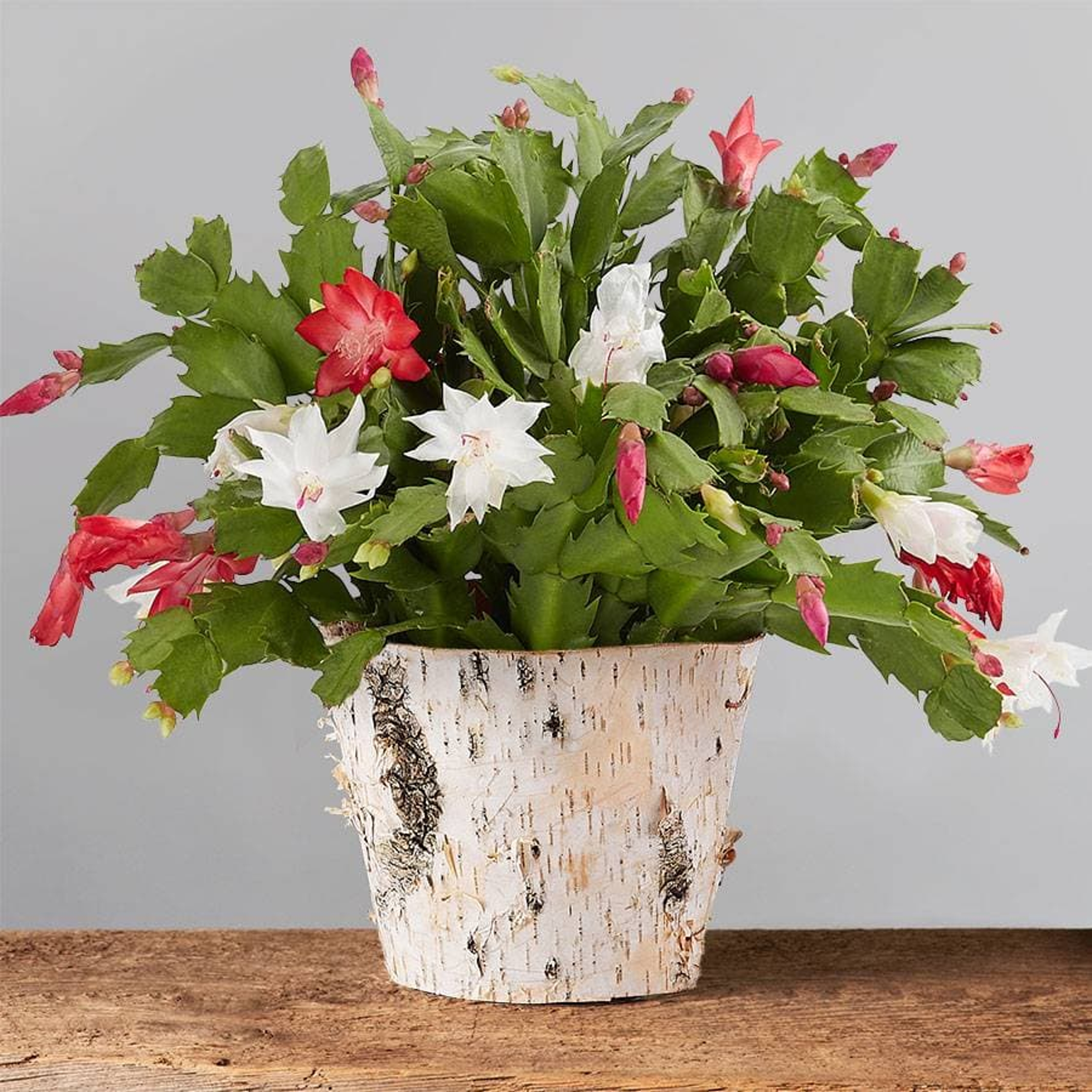 Red and White Christmas Cactus in a birch wood pot