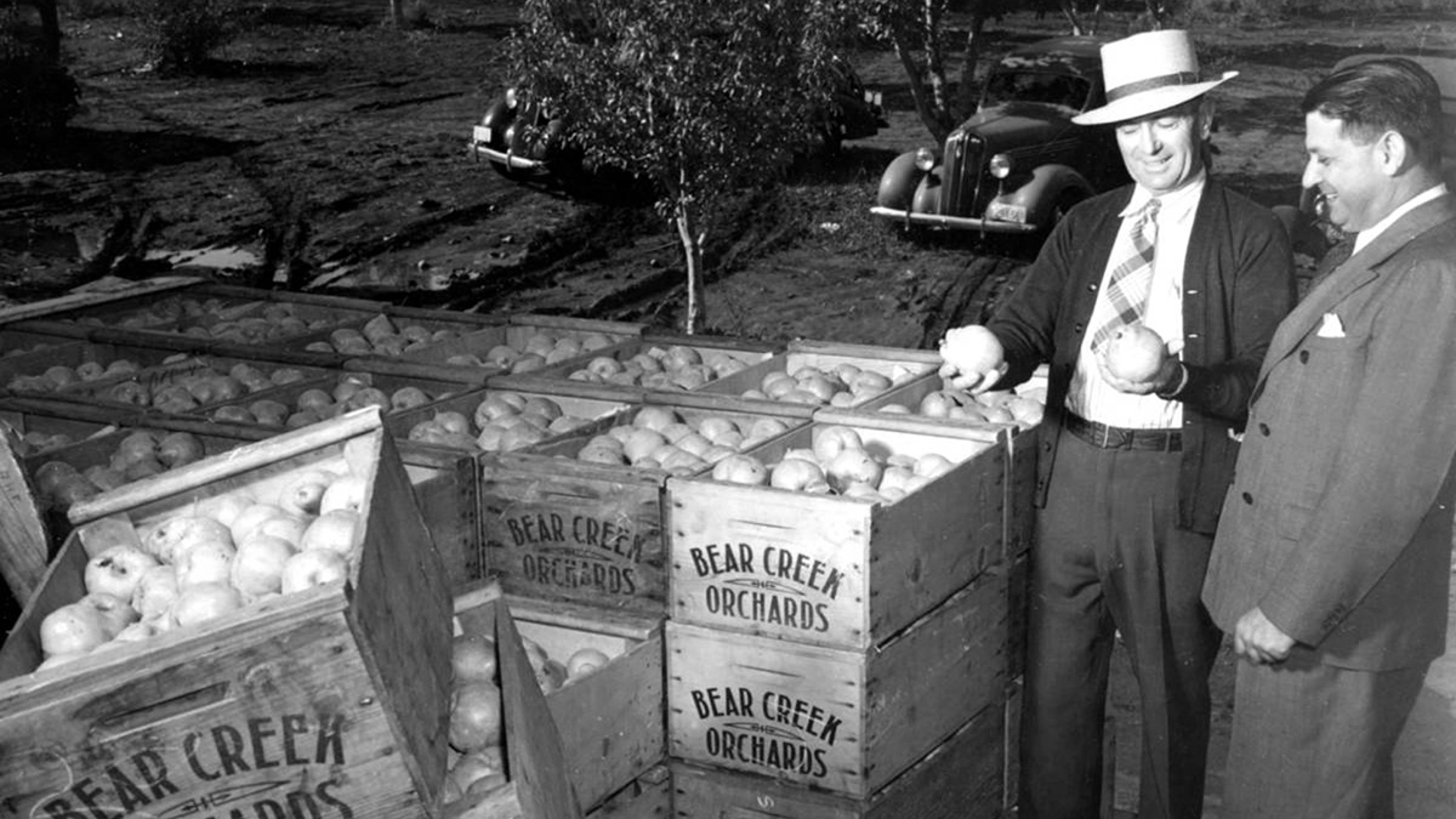 Harry, of Harry & David, checking pears in the orchard.