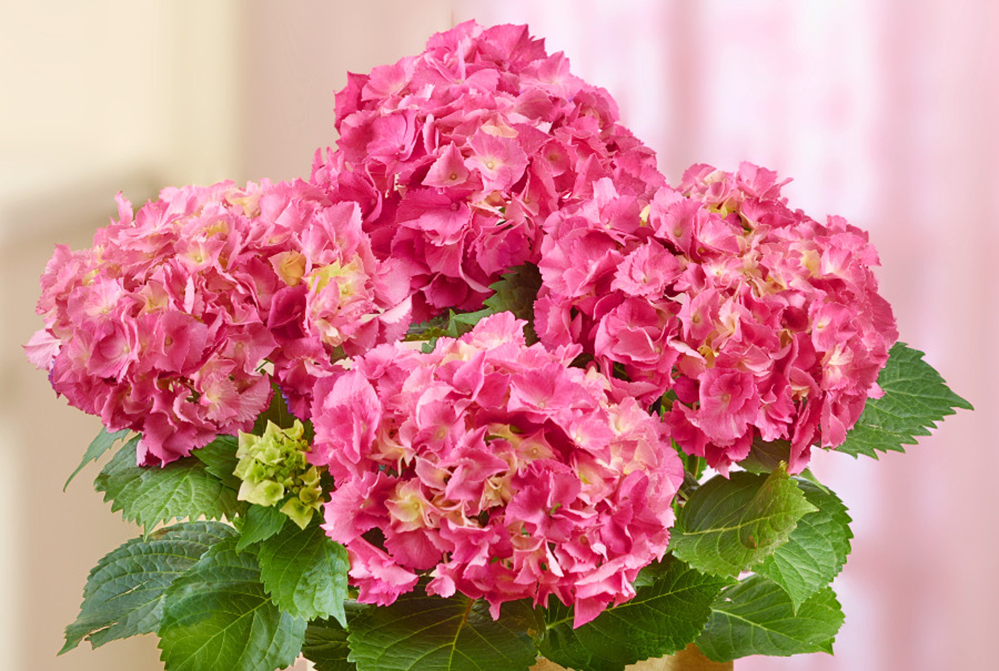 pink hydrangea