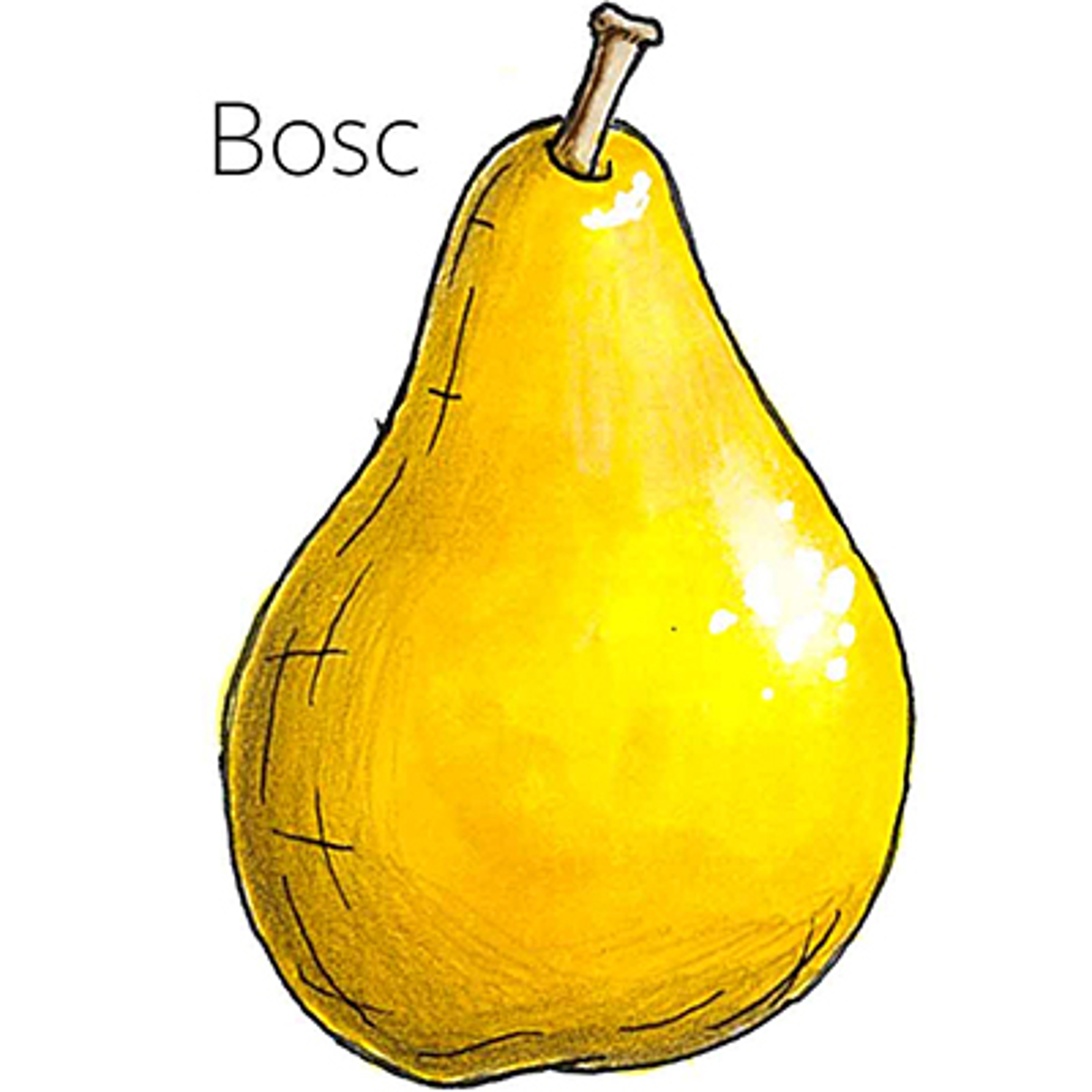 types of pears Bosc