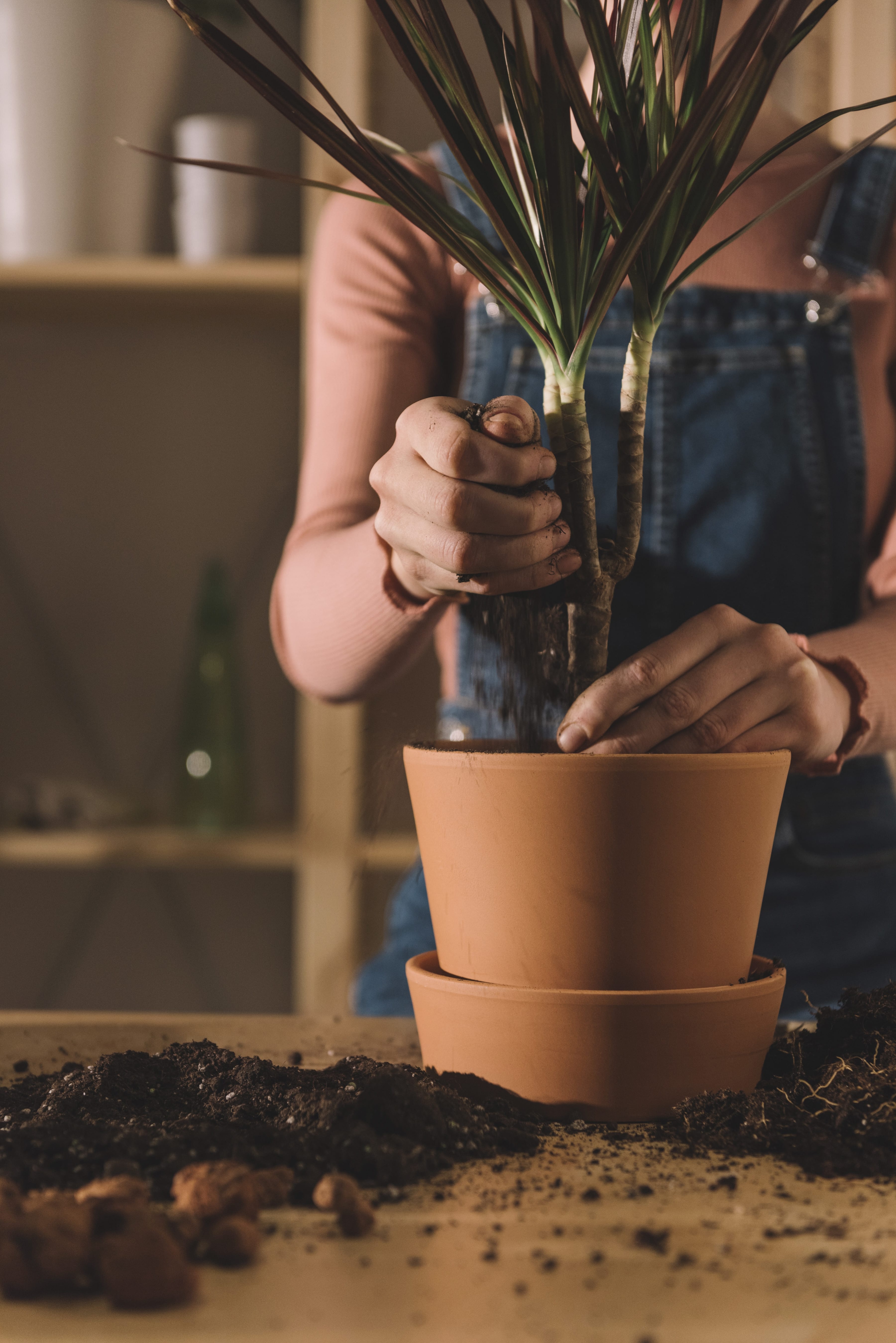 Women repotting a plant