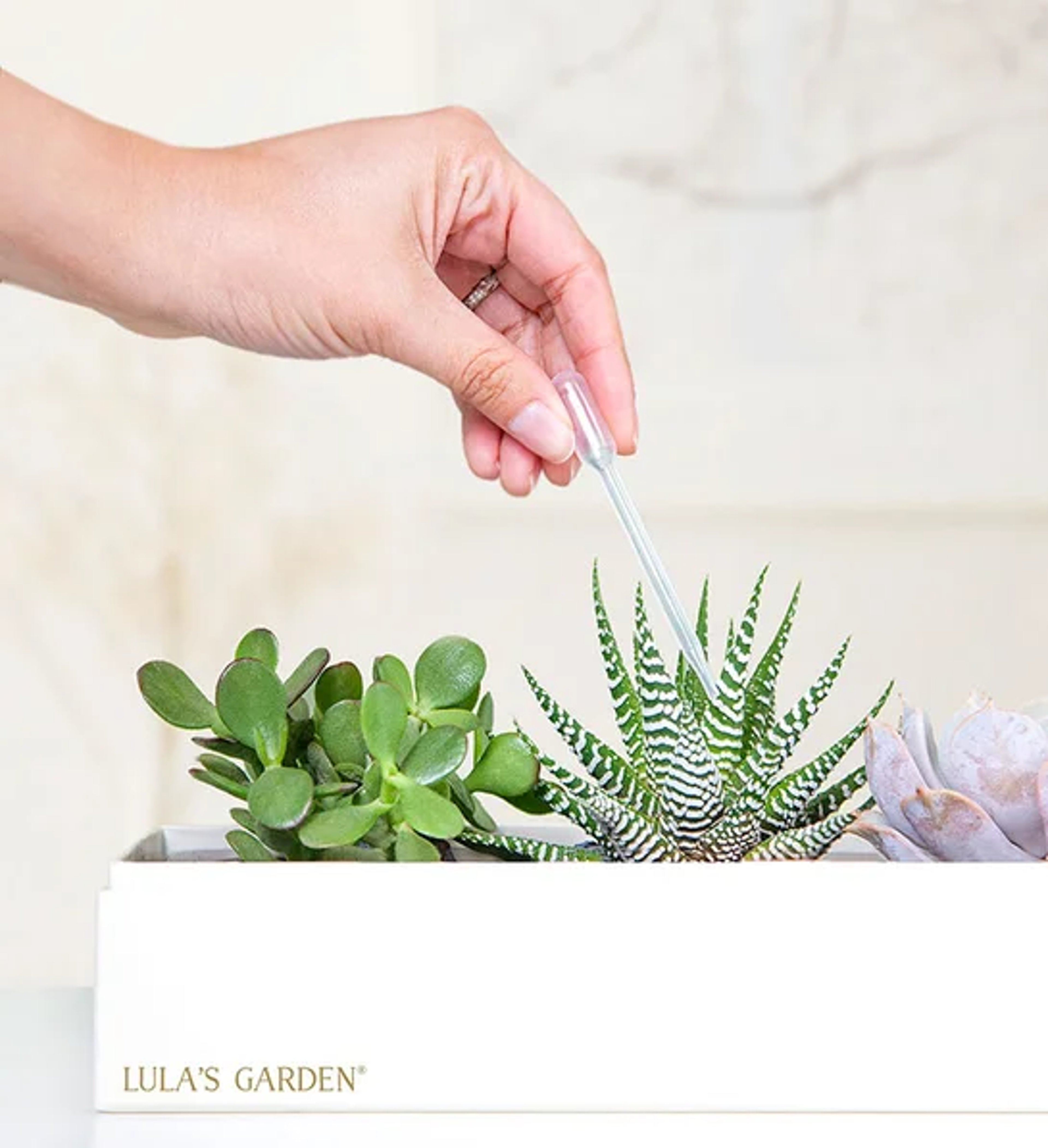 How to Care for Succulents: 3 Tips | Petal Talk