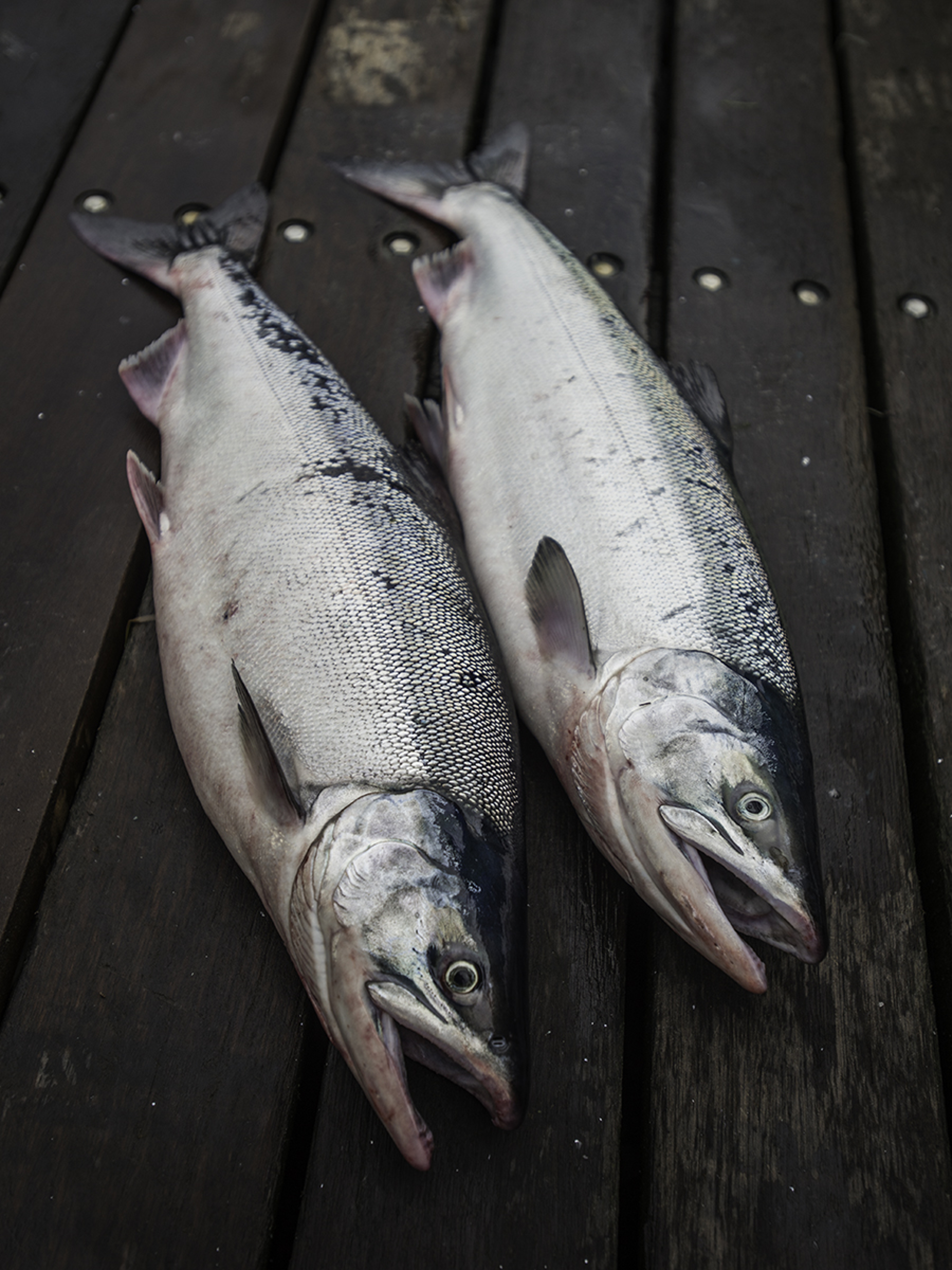 ode to copper river salmon on deck