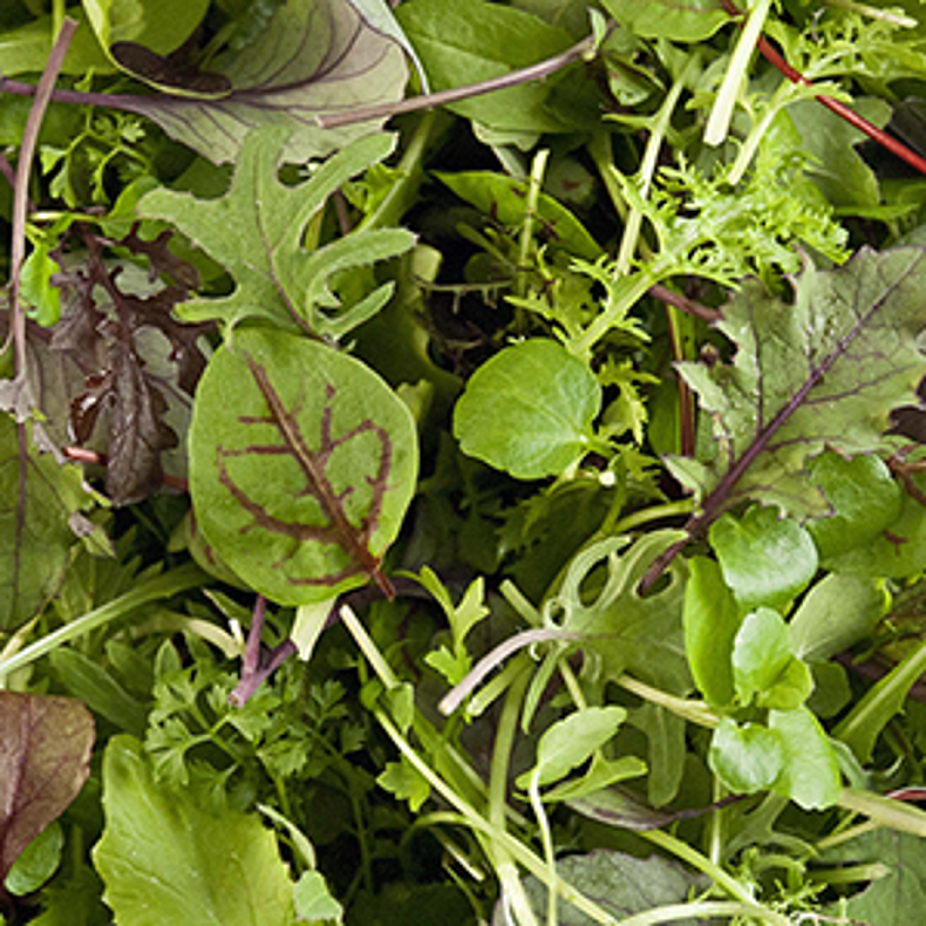 spring mesclun guide