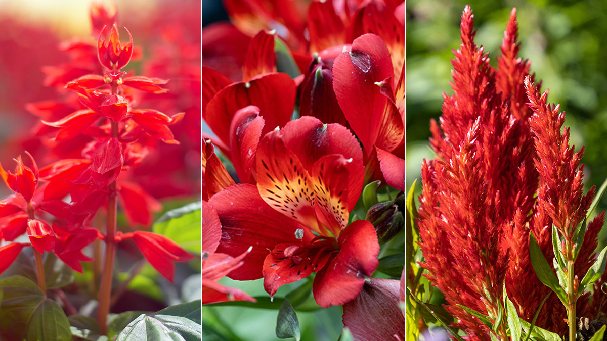 Blooming Red Flowers on sale