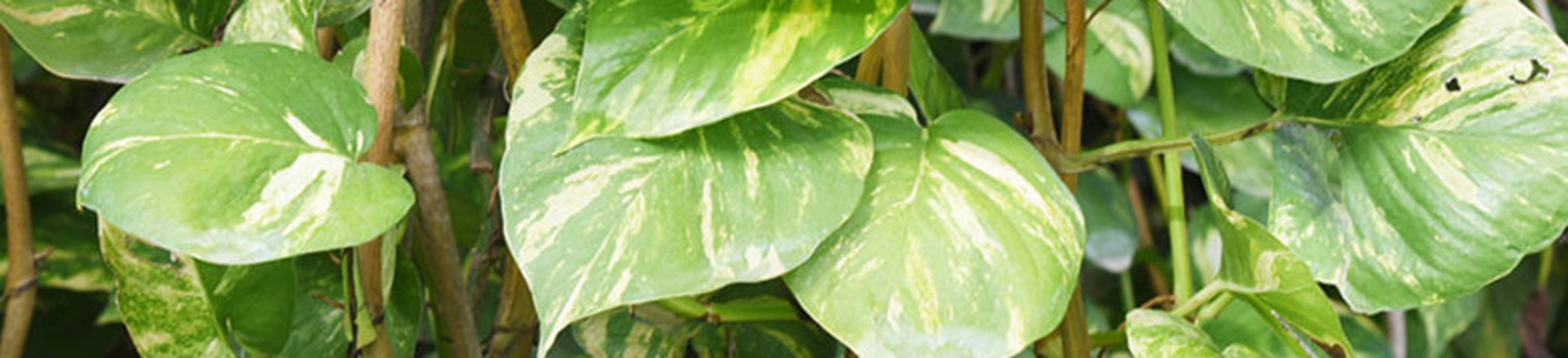 winter indoor plants with pothos