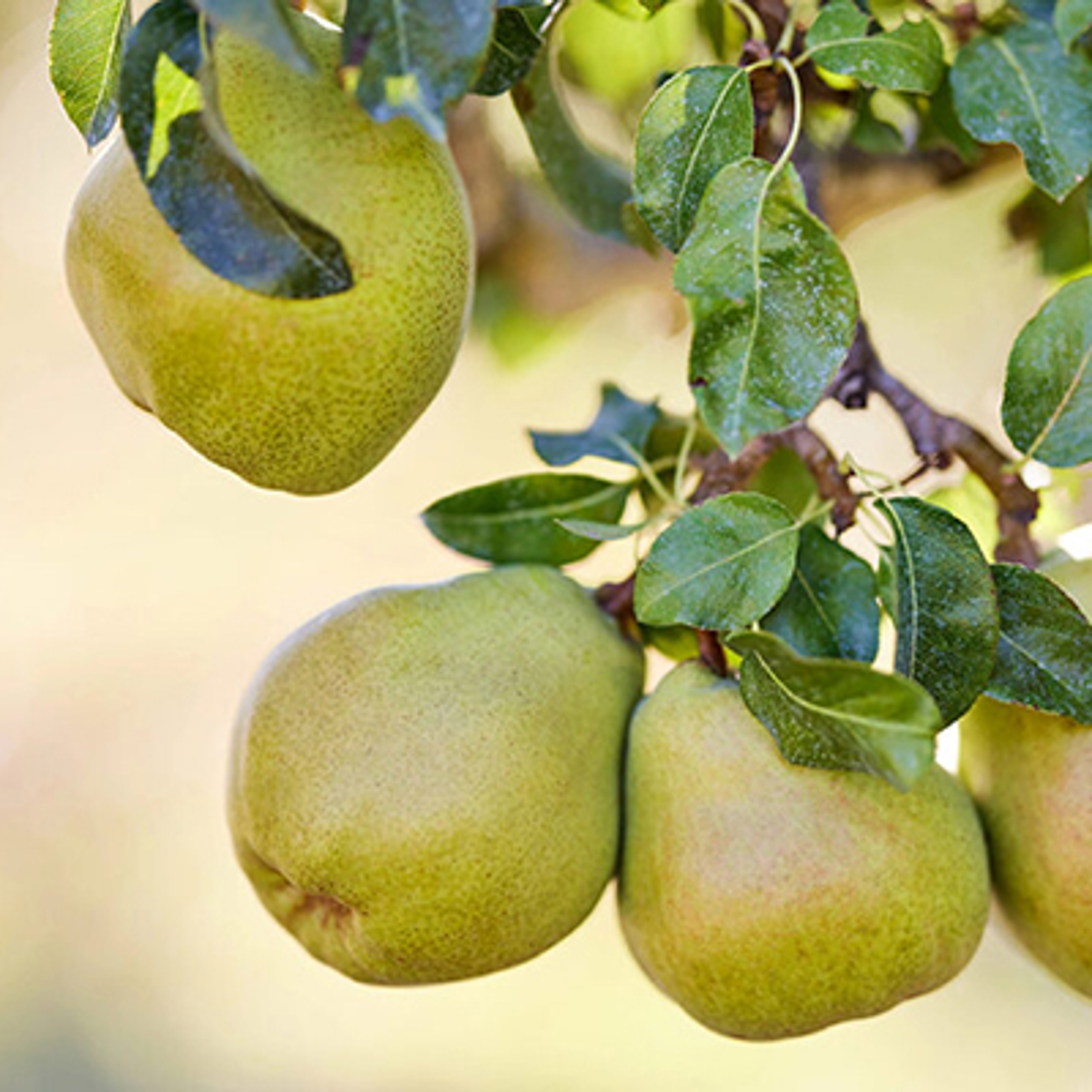 Journey of a pear with pears hanging off a branch.