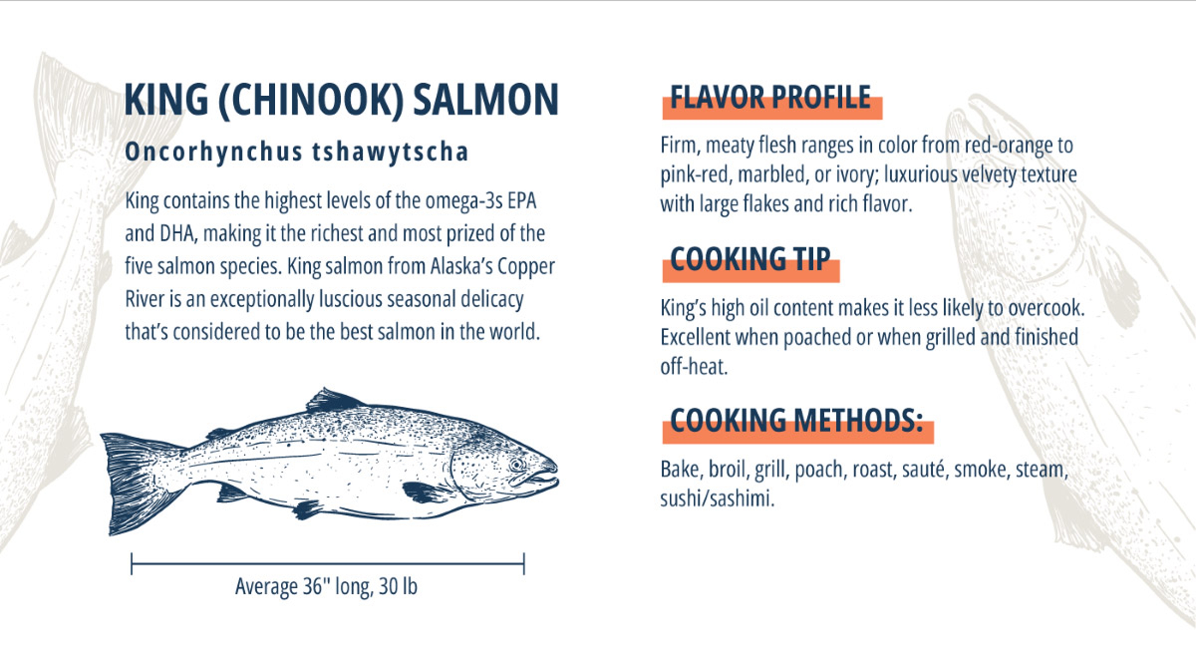 King salmon infographic