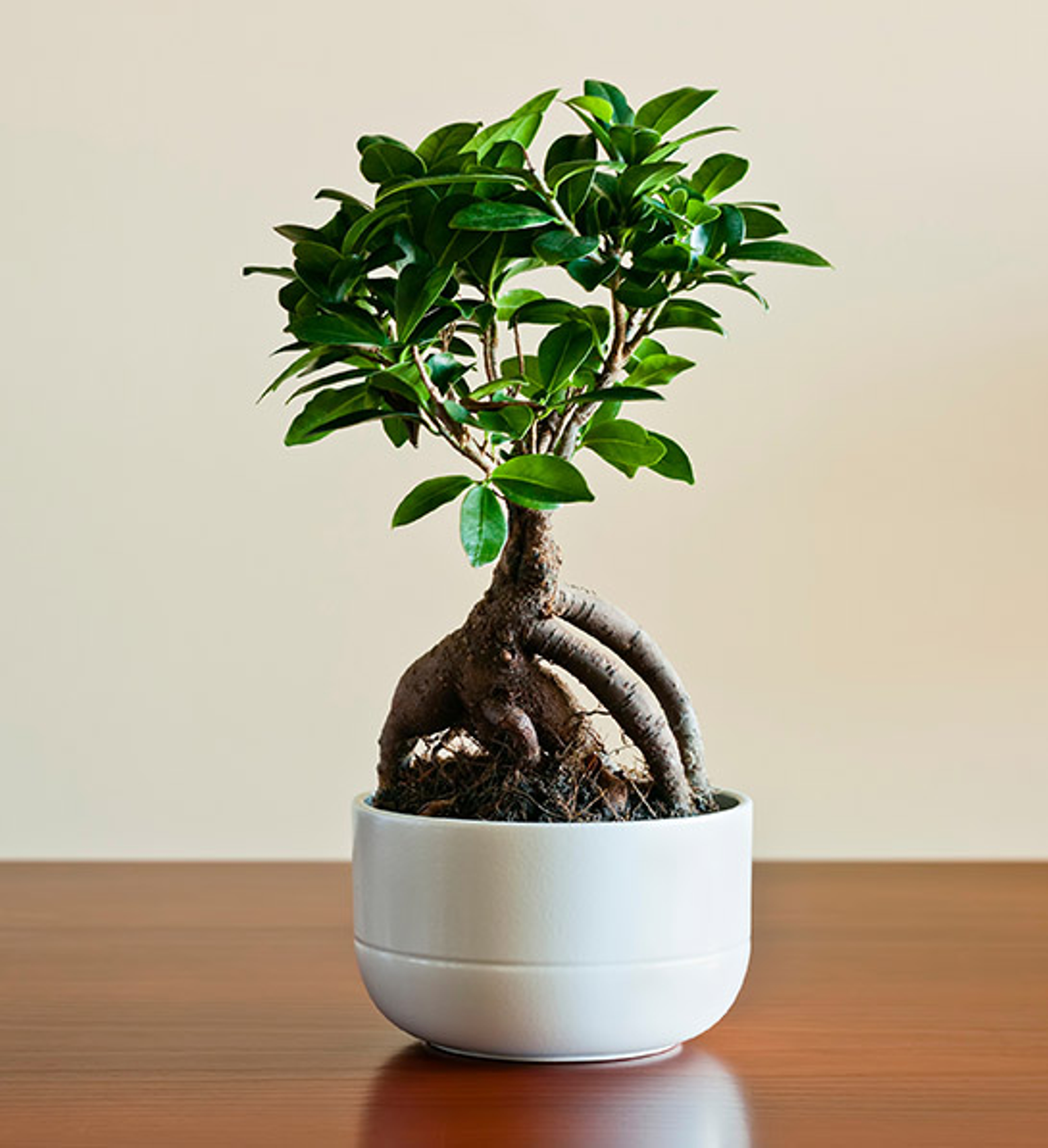 types of bonsai trees ficus bonsai