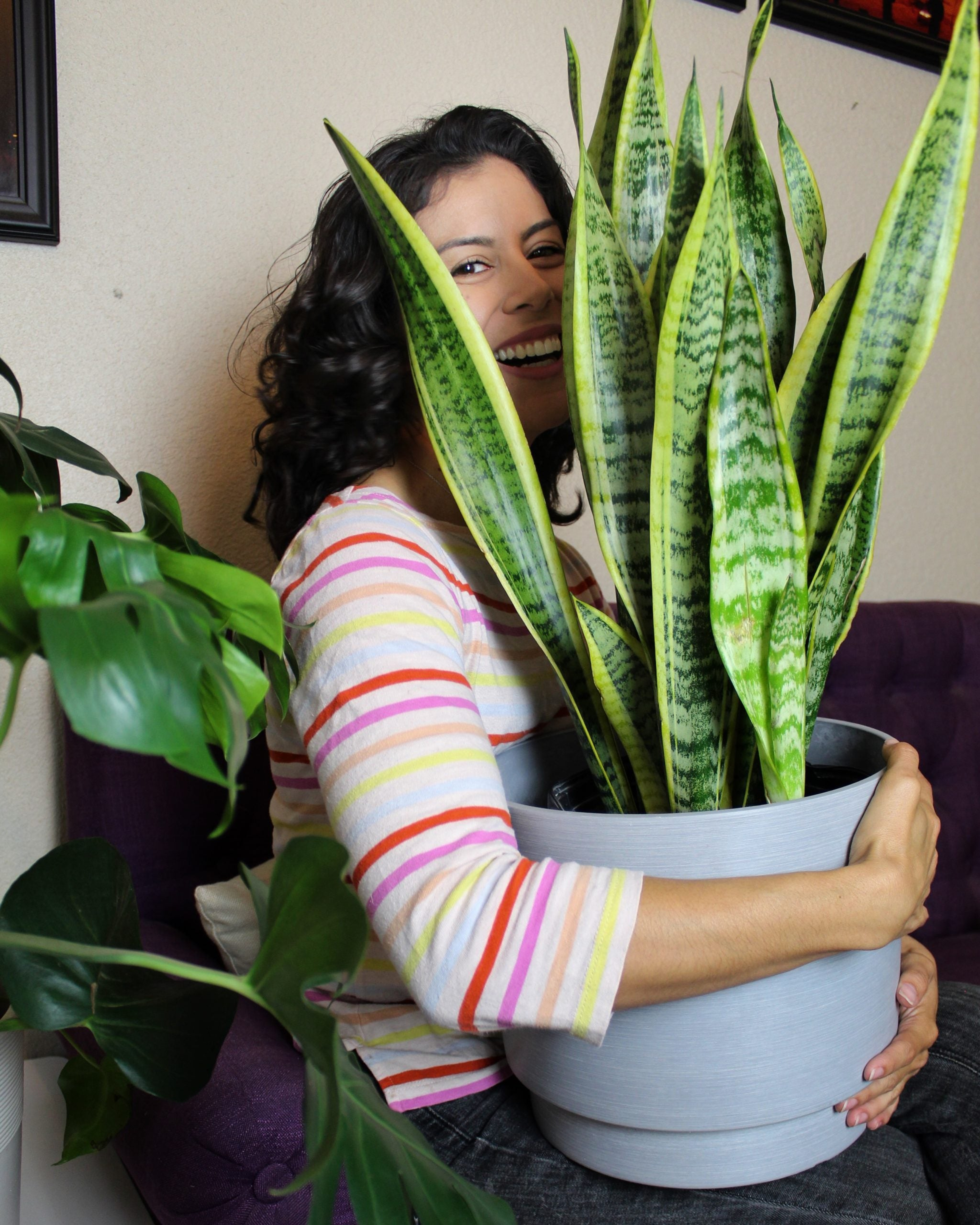 A beautiful Snake Plant  Sansevieria  in our domain planter.