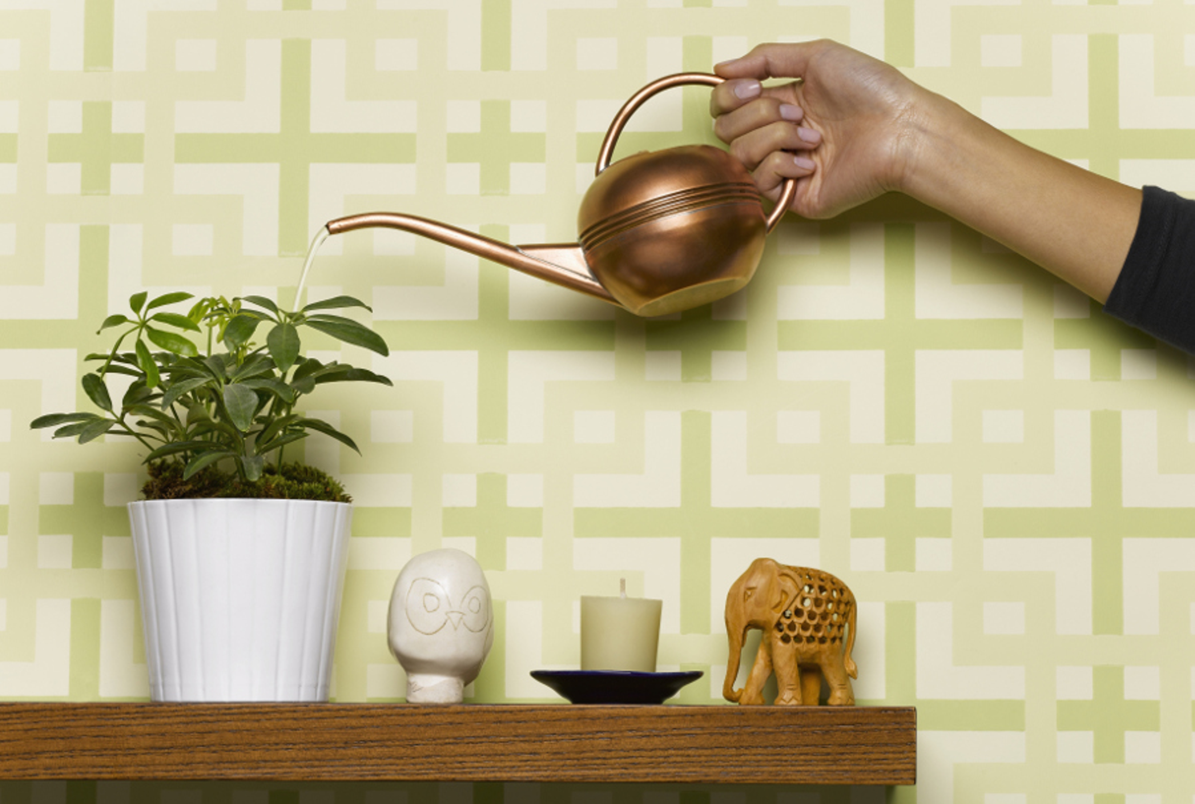 Watering a plant on a shelf with a brass watering can