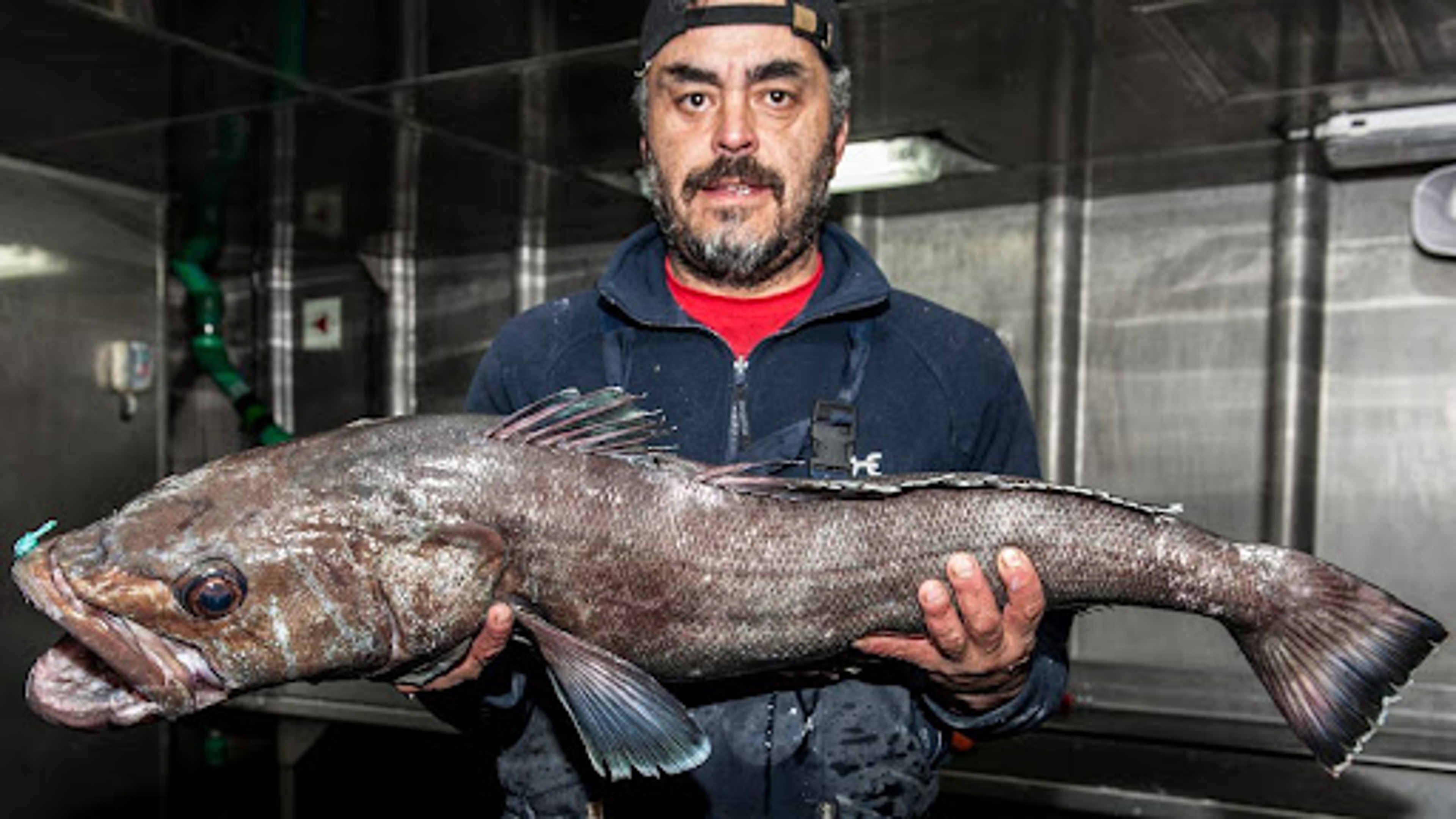 Article Cards Featured Image Man holding a Chilean sea bass.