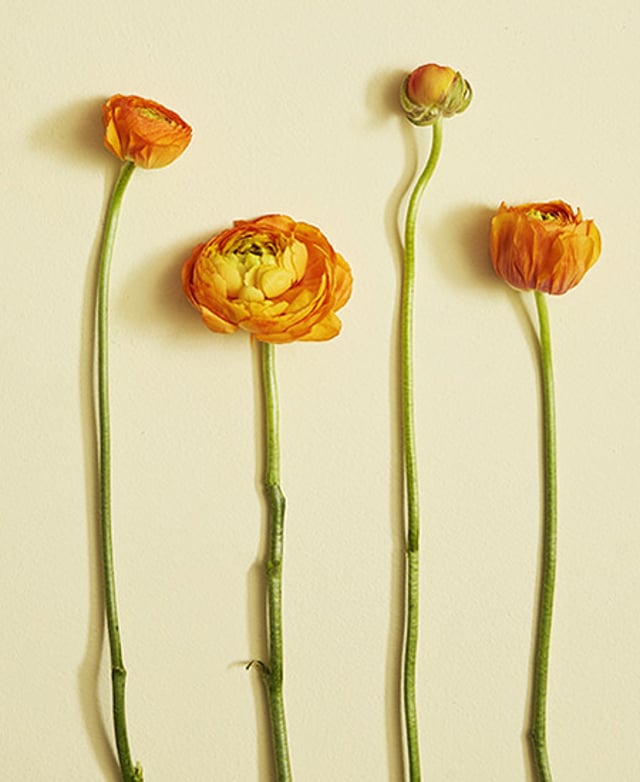 1 Ranunculus Ranunculus Flower Facts | Petal Talk