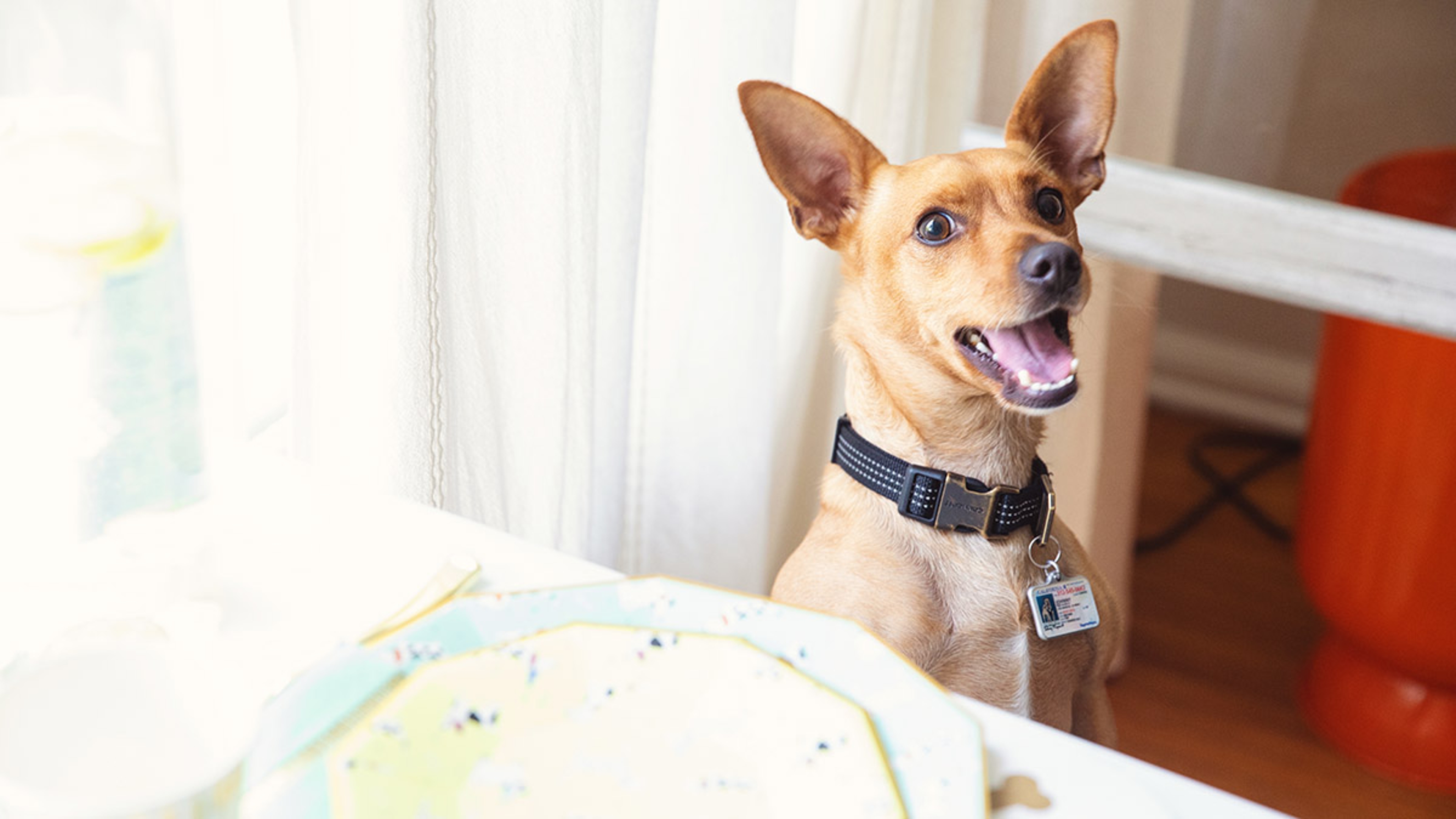 national dog day dog at table