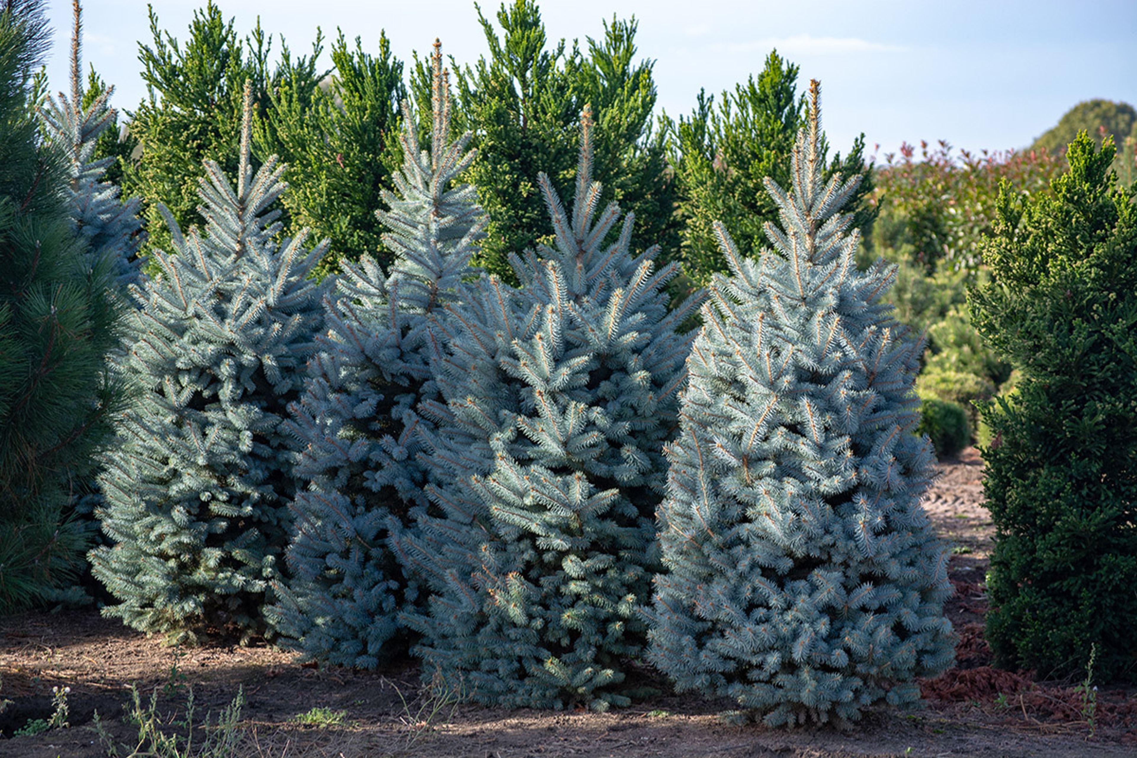 types of christmas trees colorado blue spruce