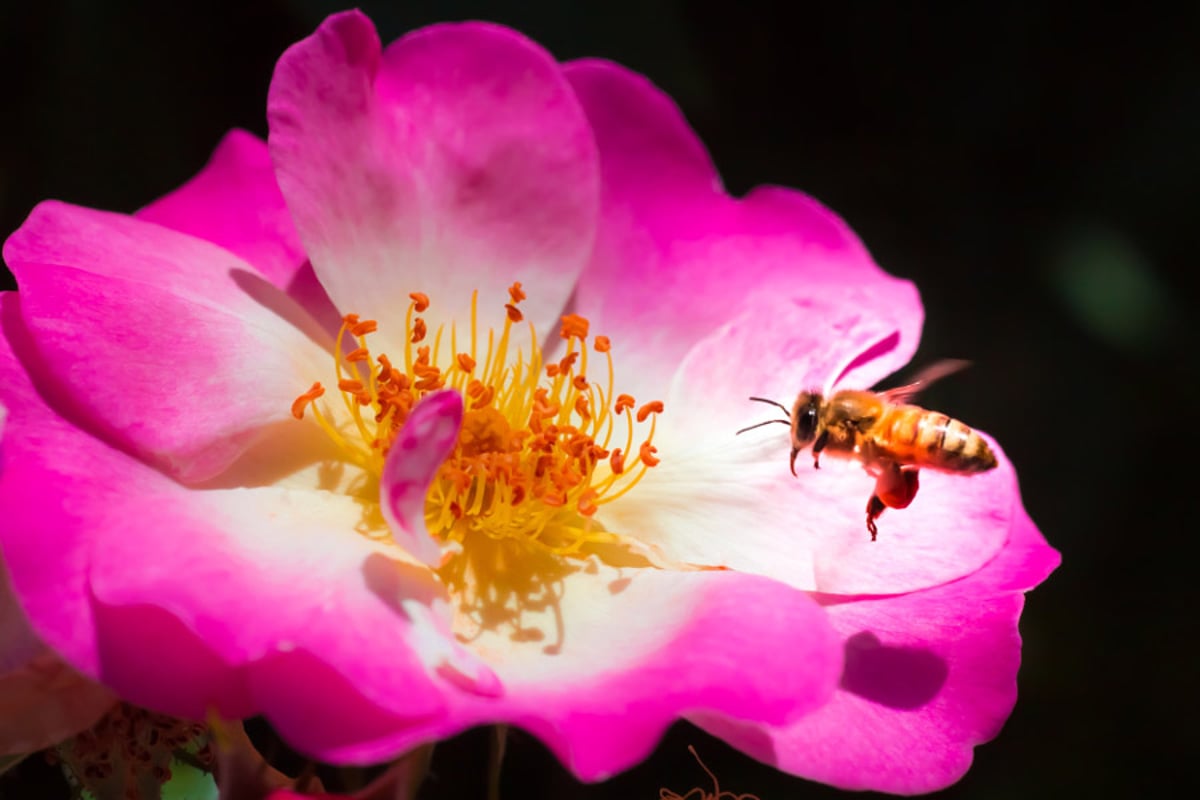 Restore Bees Help Save the Bees in 5 Easy Steps | Petal Talk