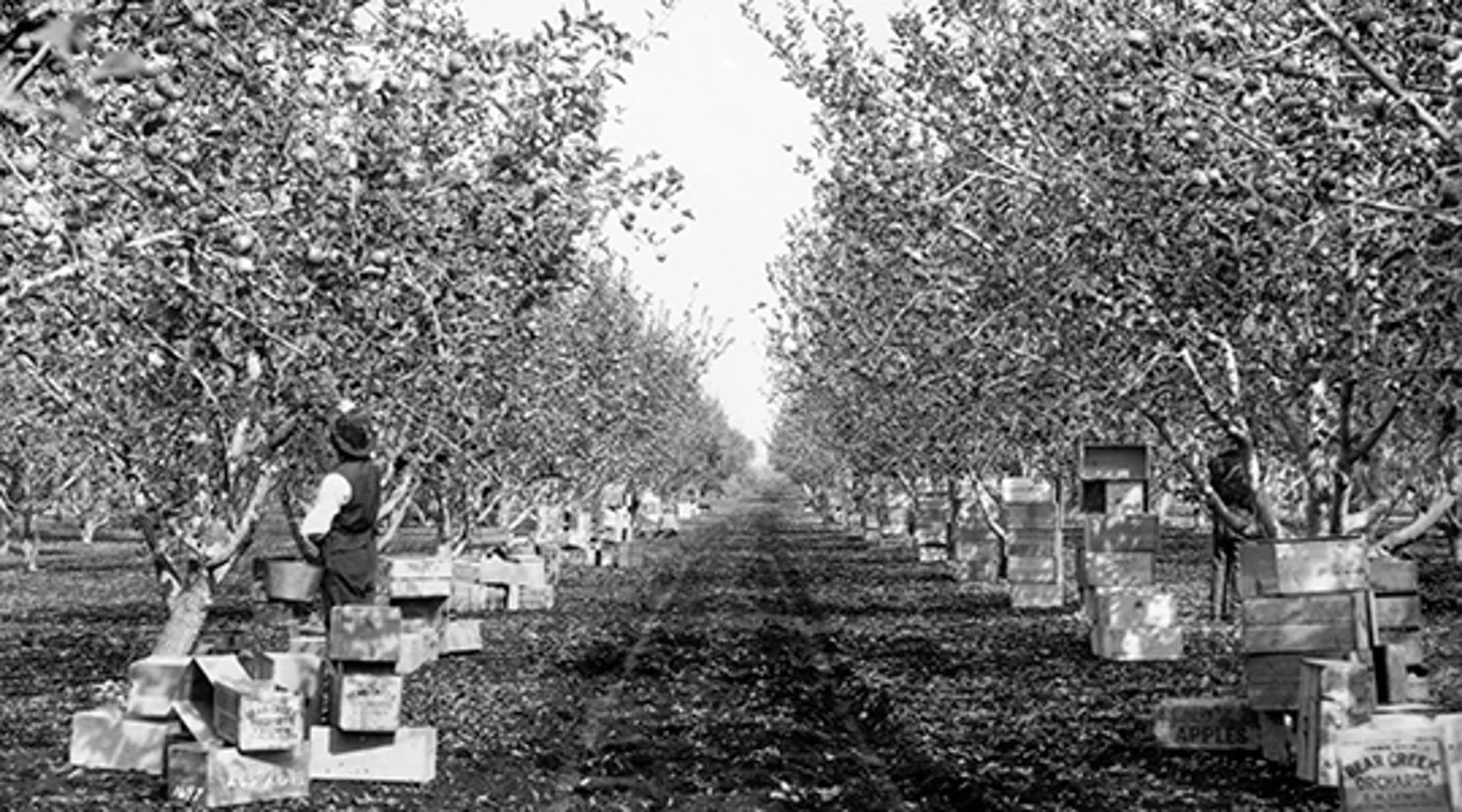 Story Behind Exceptional Pears | The Table by Harry & David
