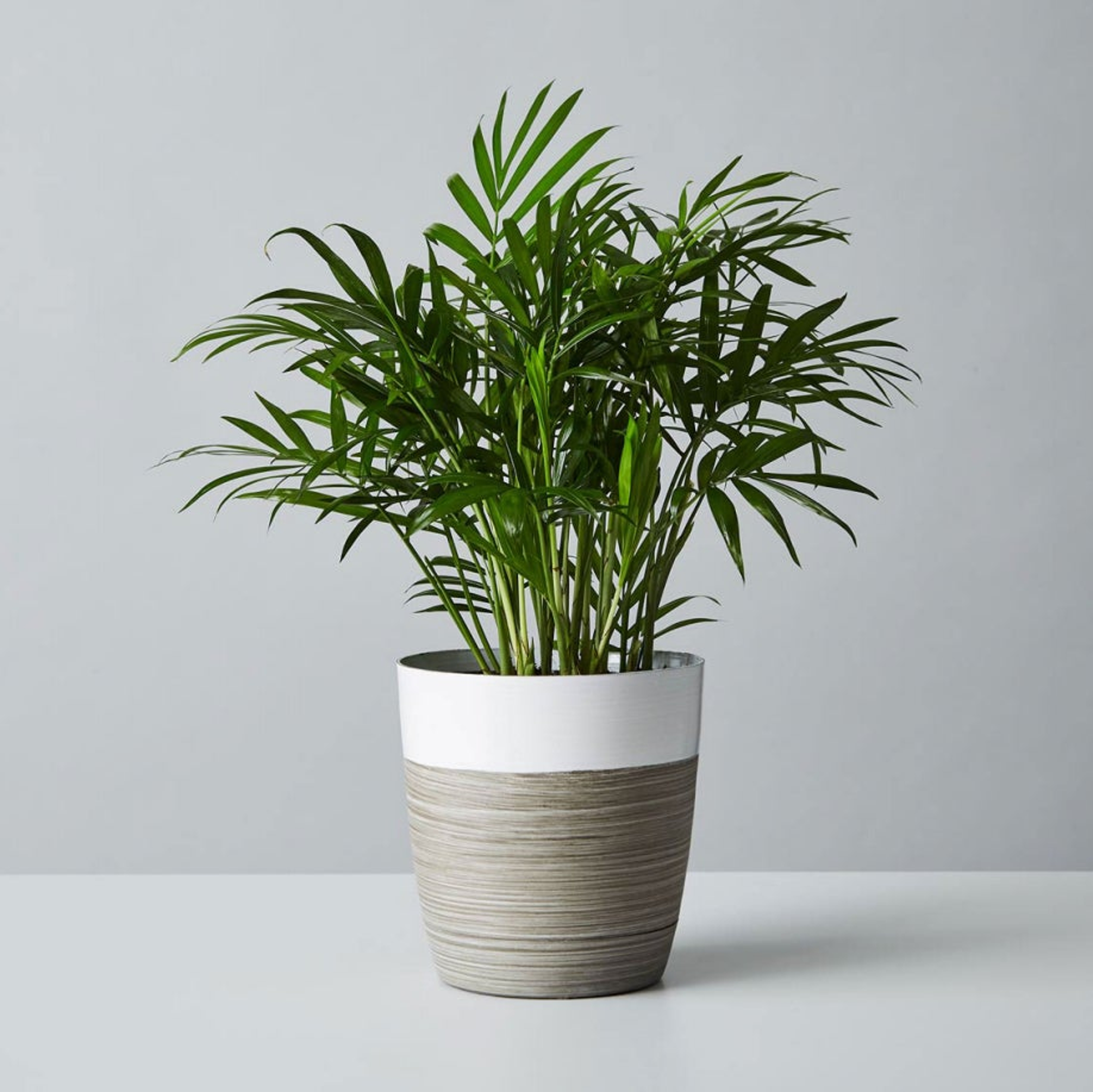 Parlor Palm in a pot