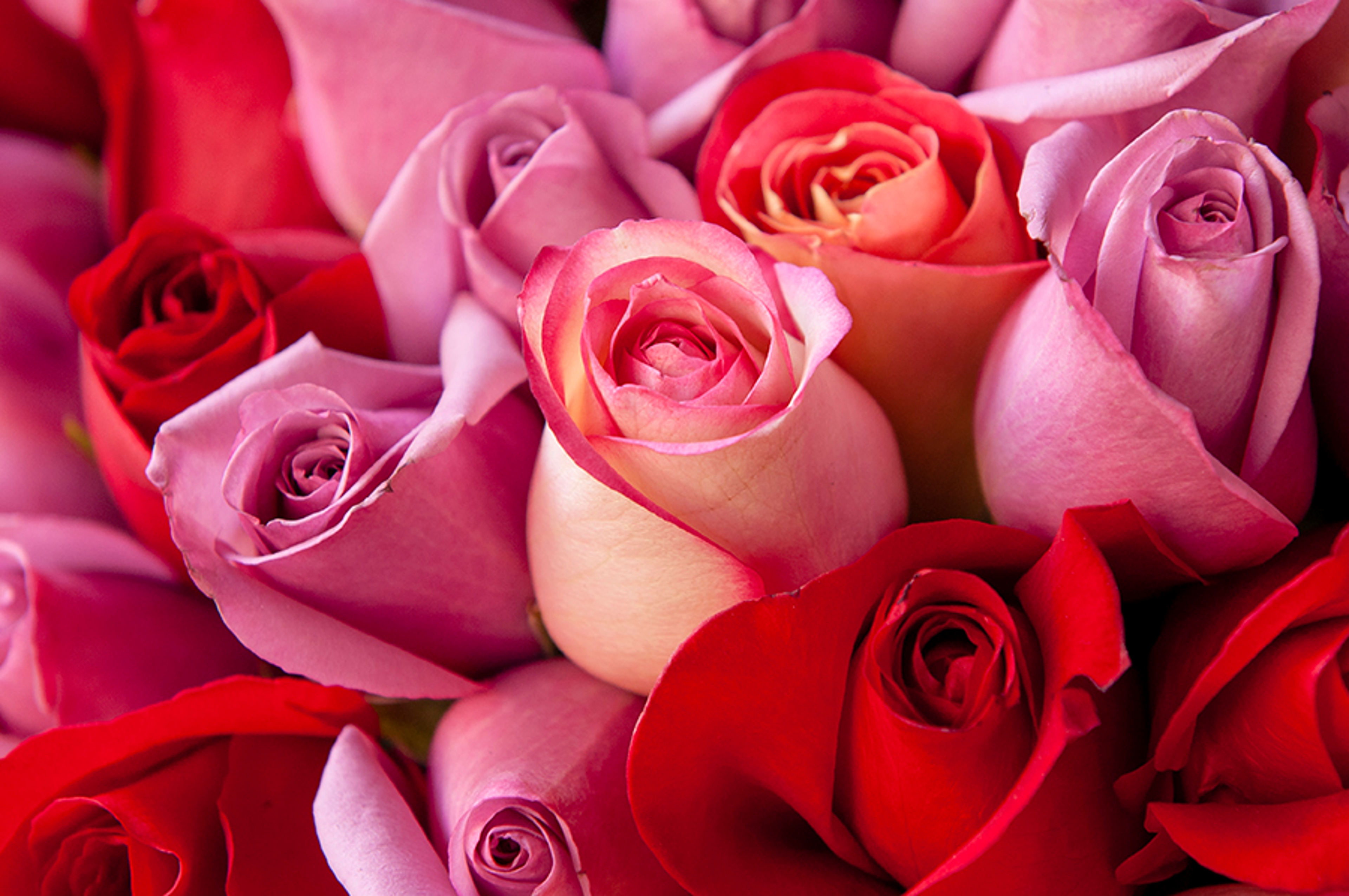 Pink and Red Roses