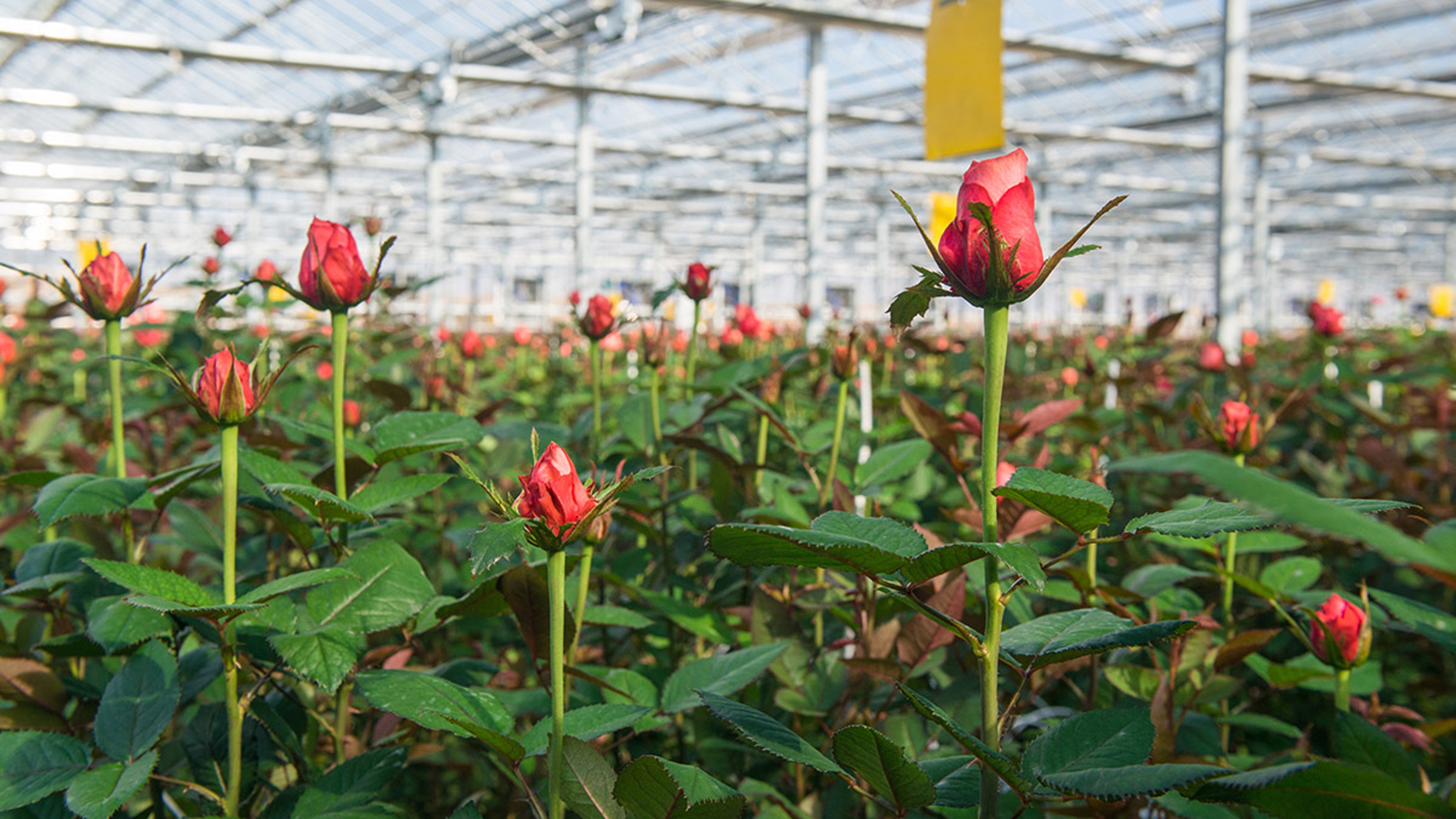 greenhouse with rose flowers