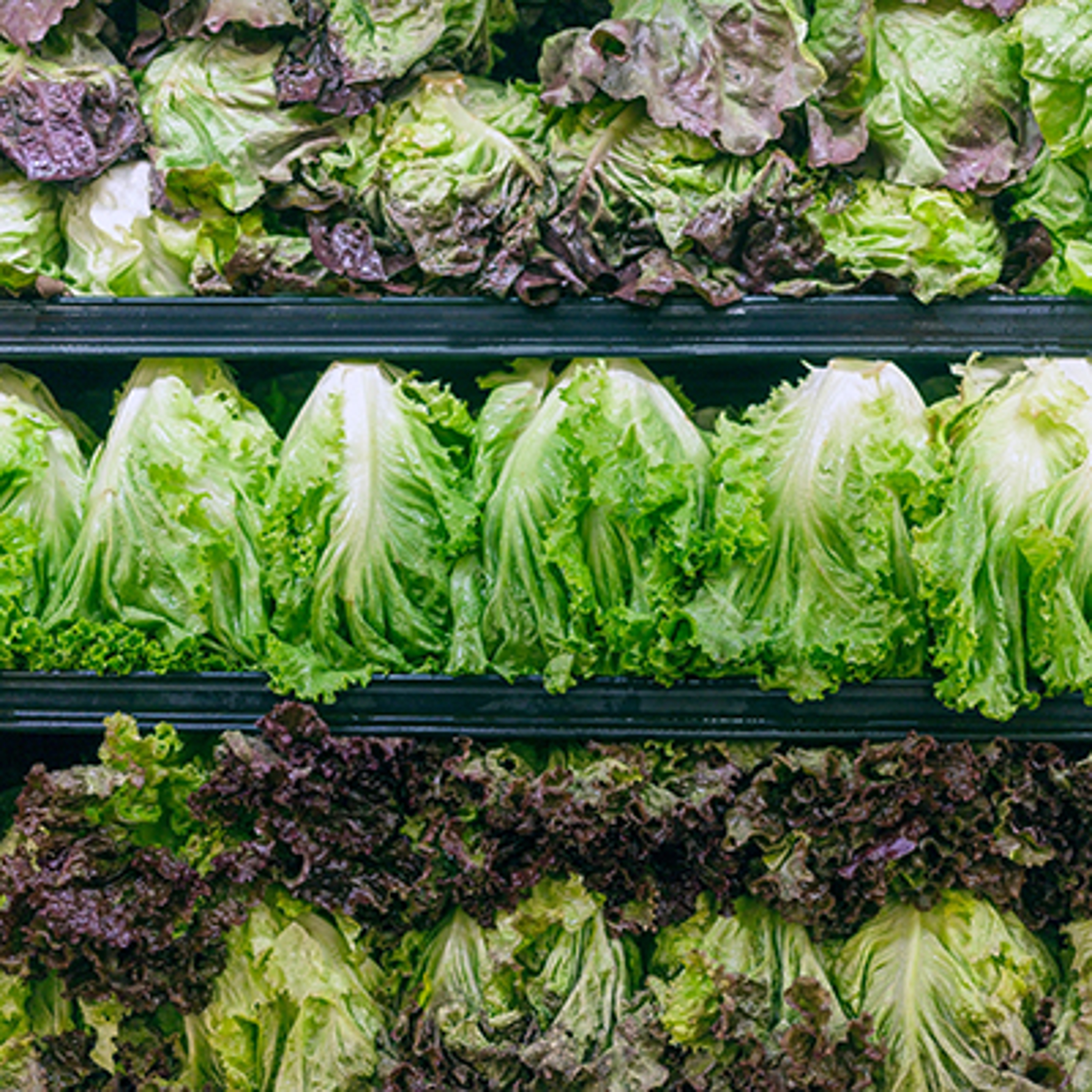 Rows of organic grocery store lettuce.