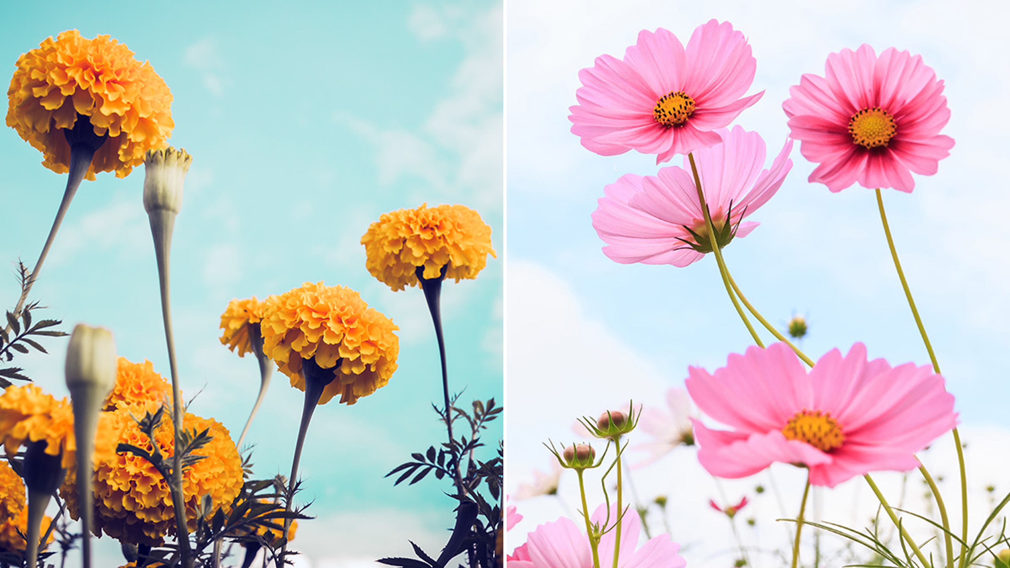 october birth flowers hero