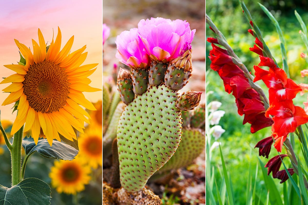 Strong Color Flower Flowers That Symbolize Strength | Petal Talk