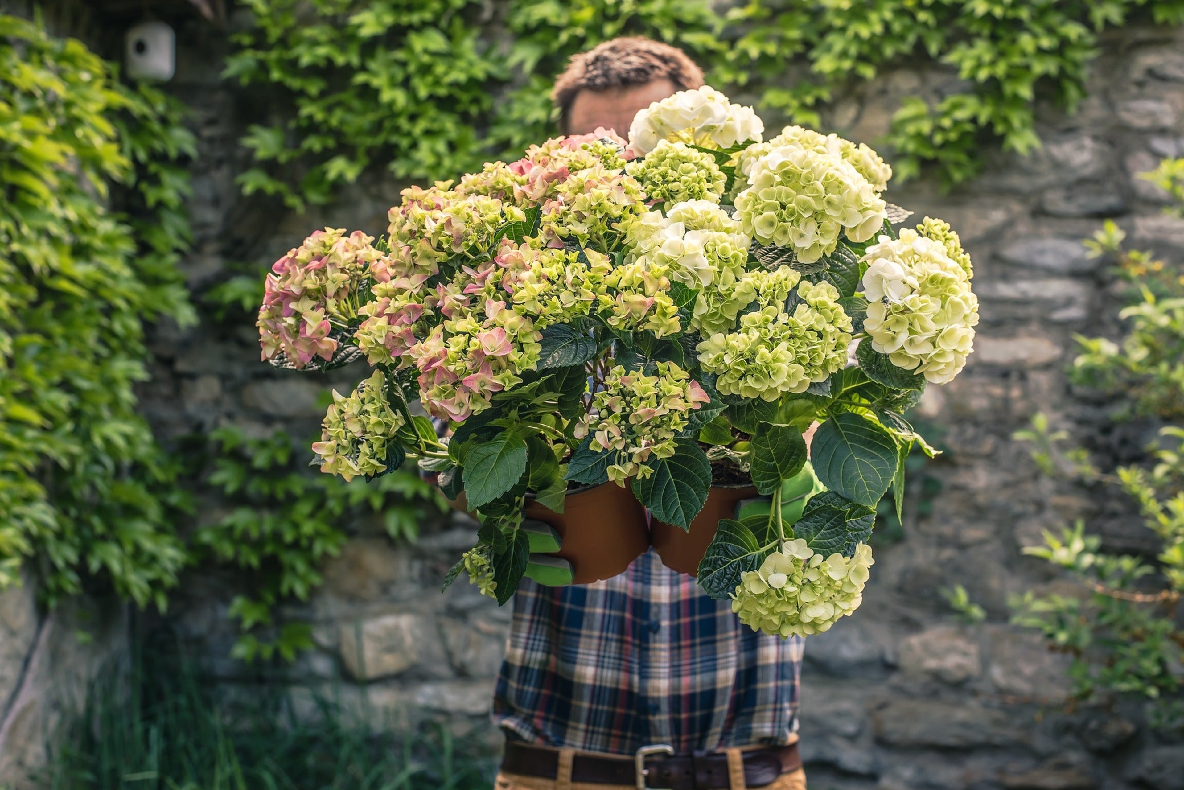 Bigleaf Hydrangeas