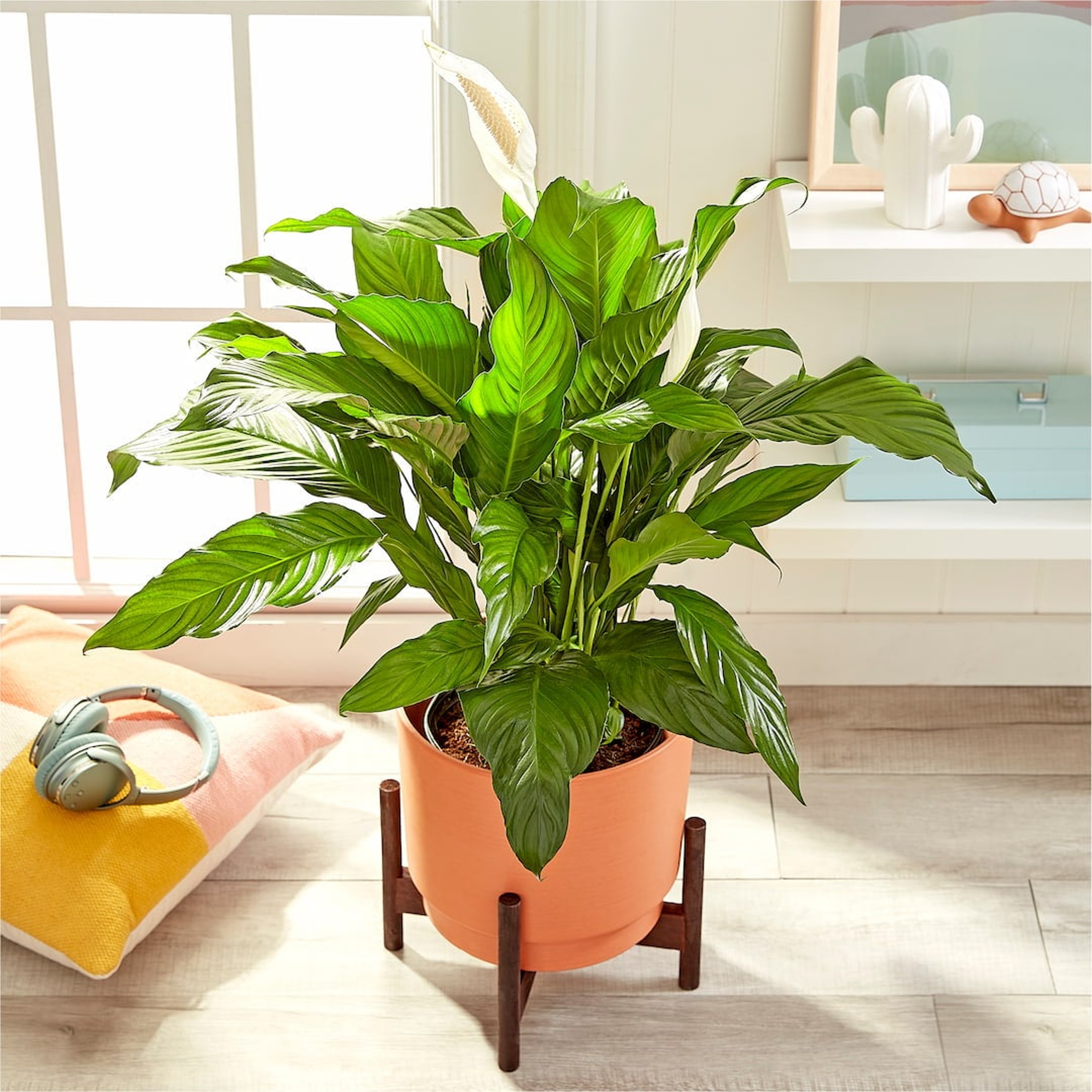 Peace Lily Plant in a planter