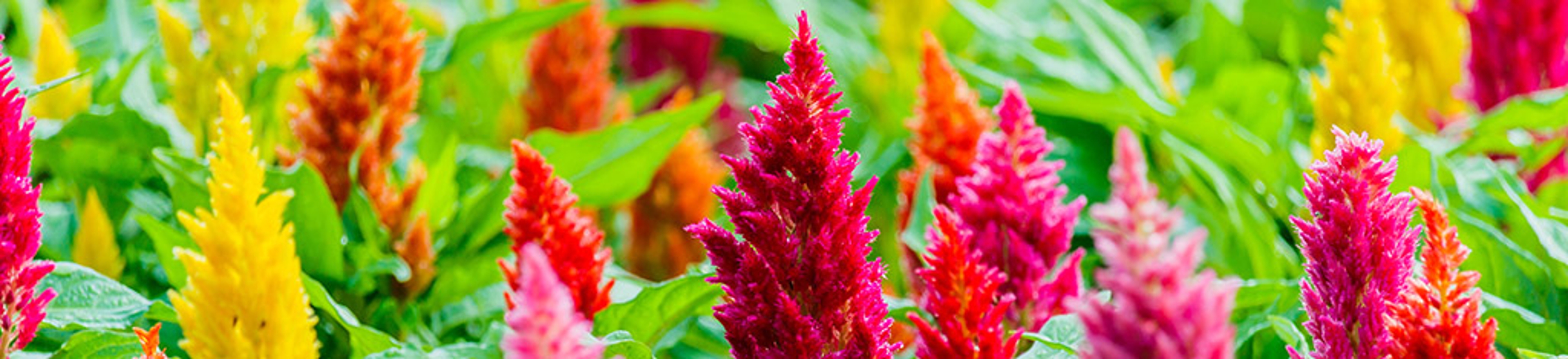 Beautiful flowers background