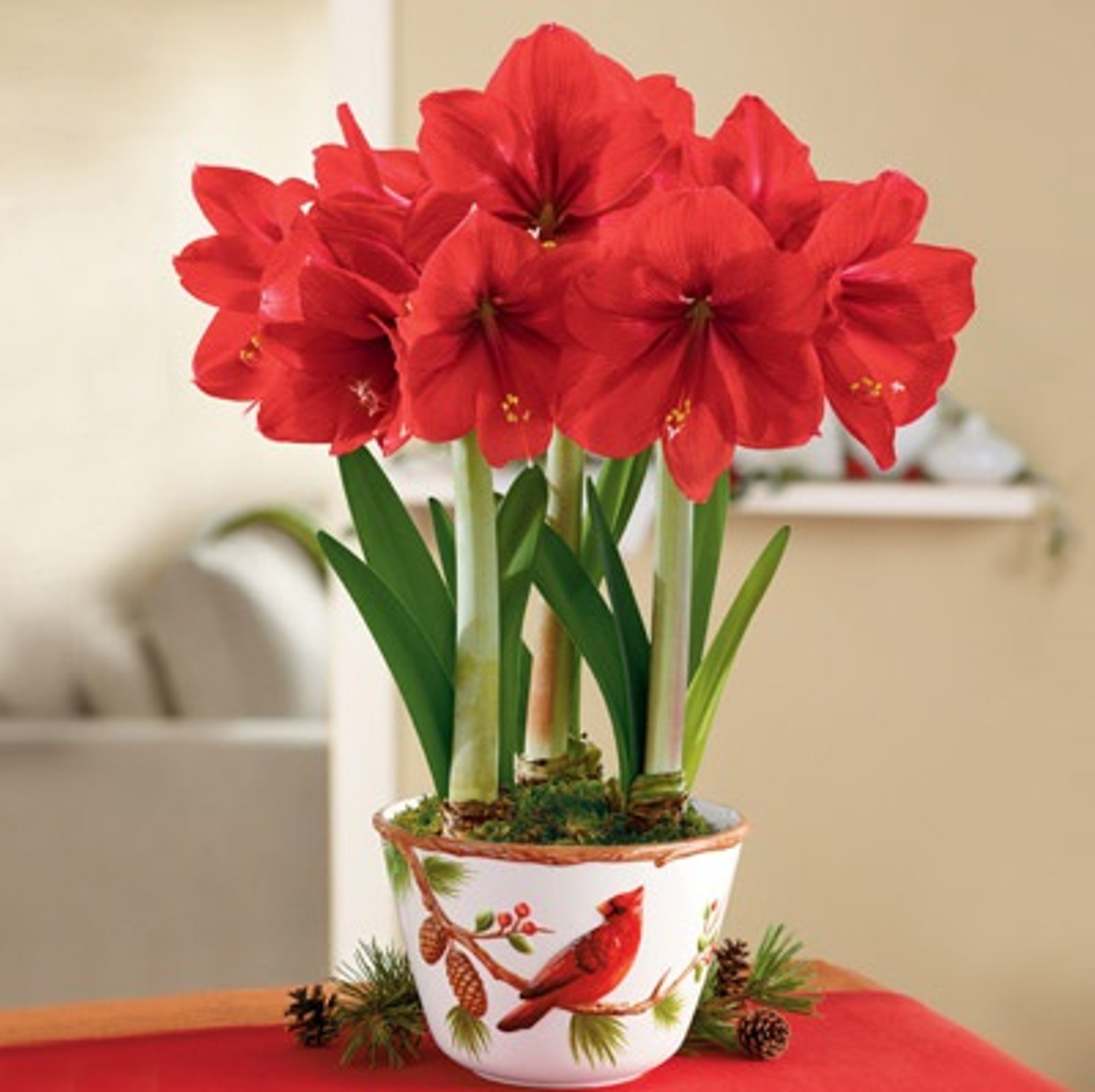 Article Cards Featured Image Red Lion Amaryllis are famous for their vibrant color a full blooms Christmas flowers from Harry & David