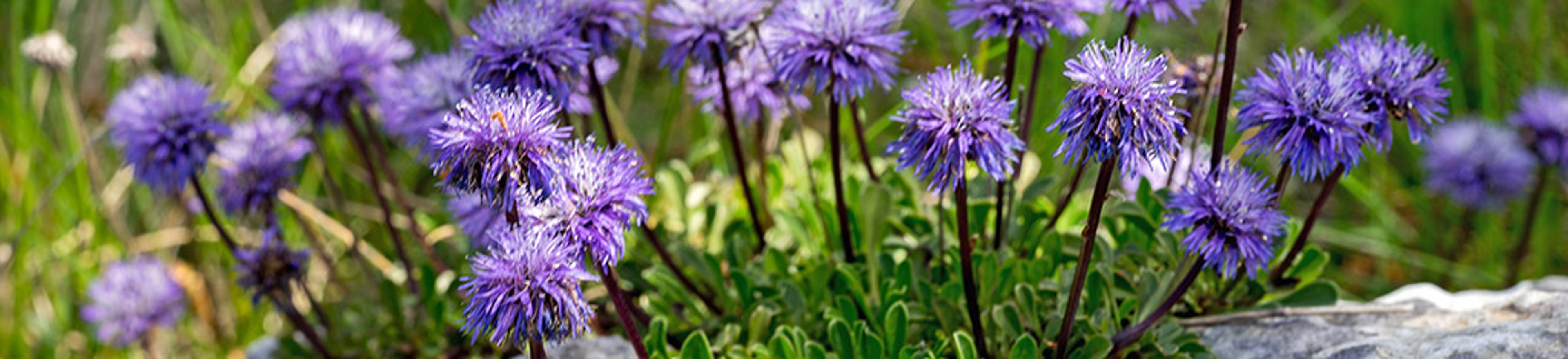 Dainty mauve Scabiosa columbaria a genus in the honeysuckle family Caprifoliaceae Pigeon scabious, Pincushion flower, Small scabious, Dove pincushion flowering in spring is a delightful plant.