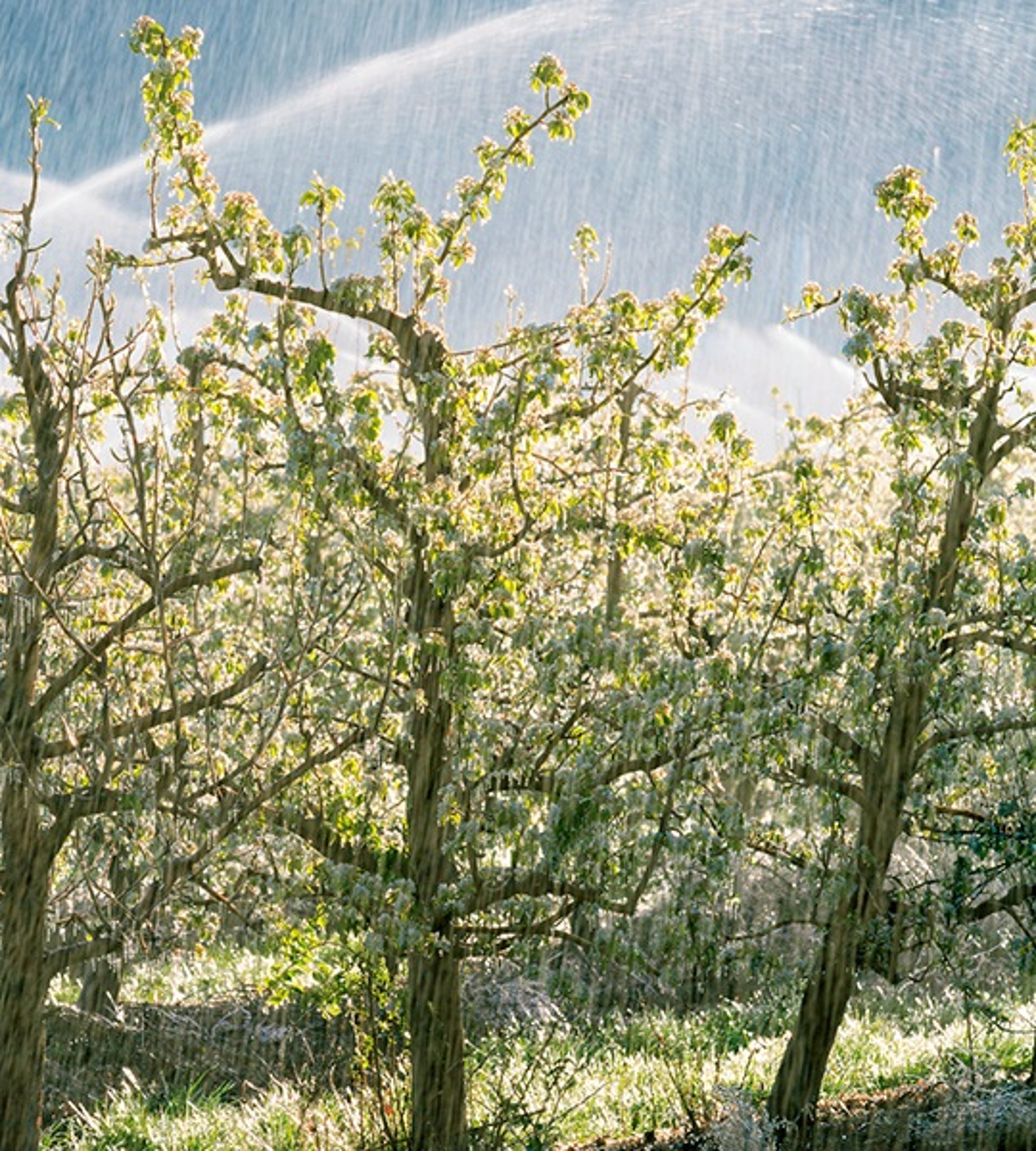 sprinklers fruit trees spring oregon