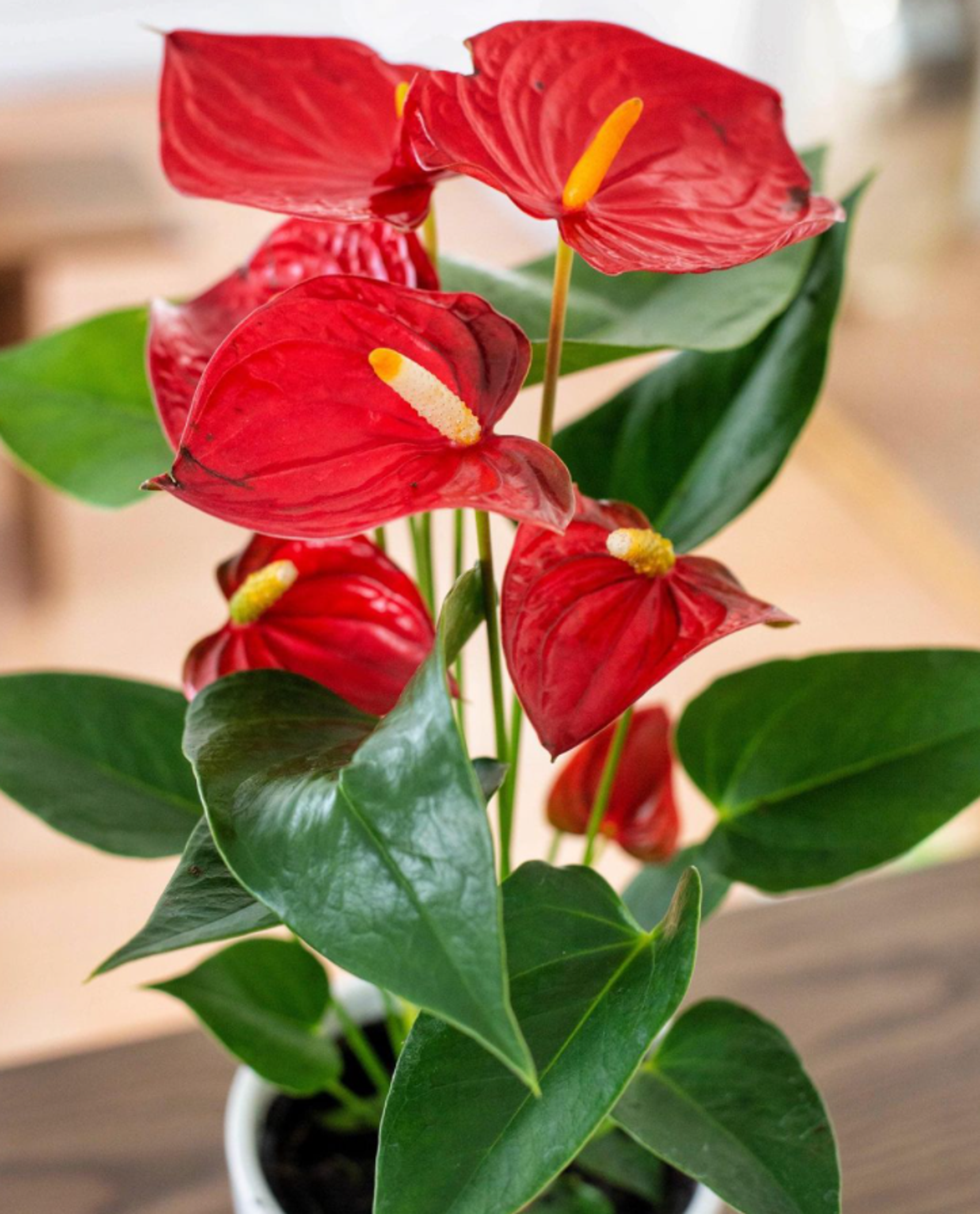 Closeup of Red Anthurium