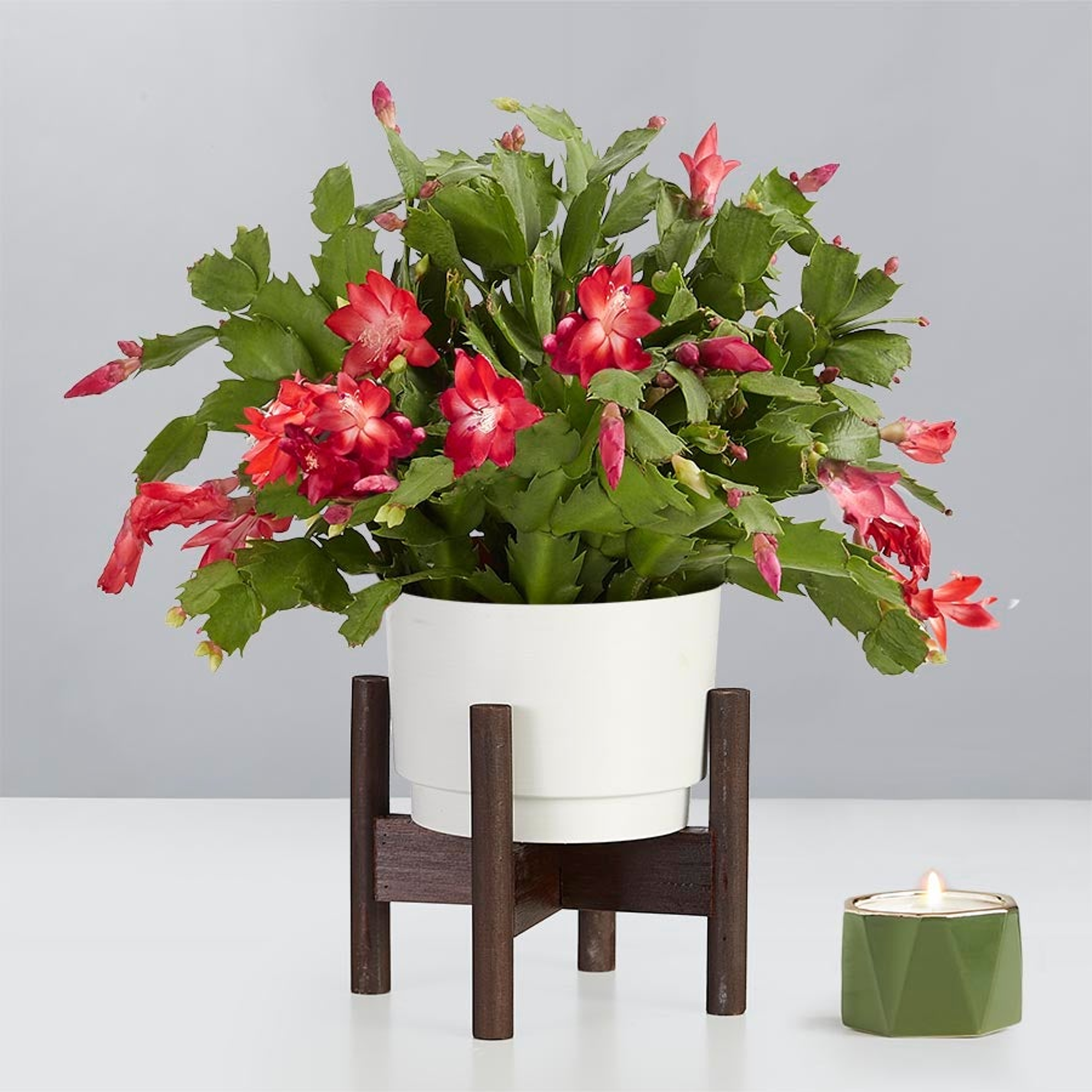 Our Red Christmas Cactus is now available in our Snowcap Domain Containers. Get yours today!