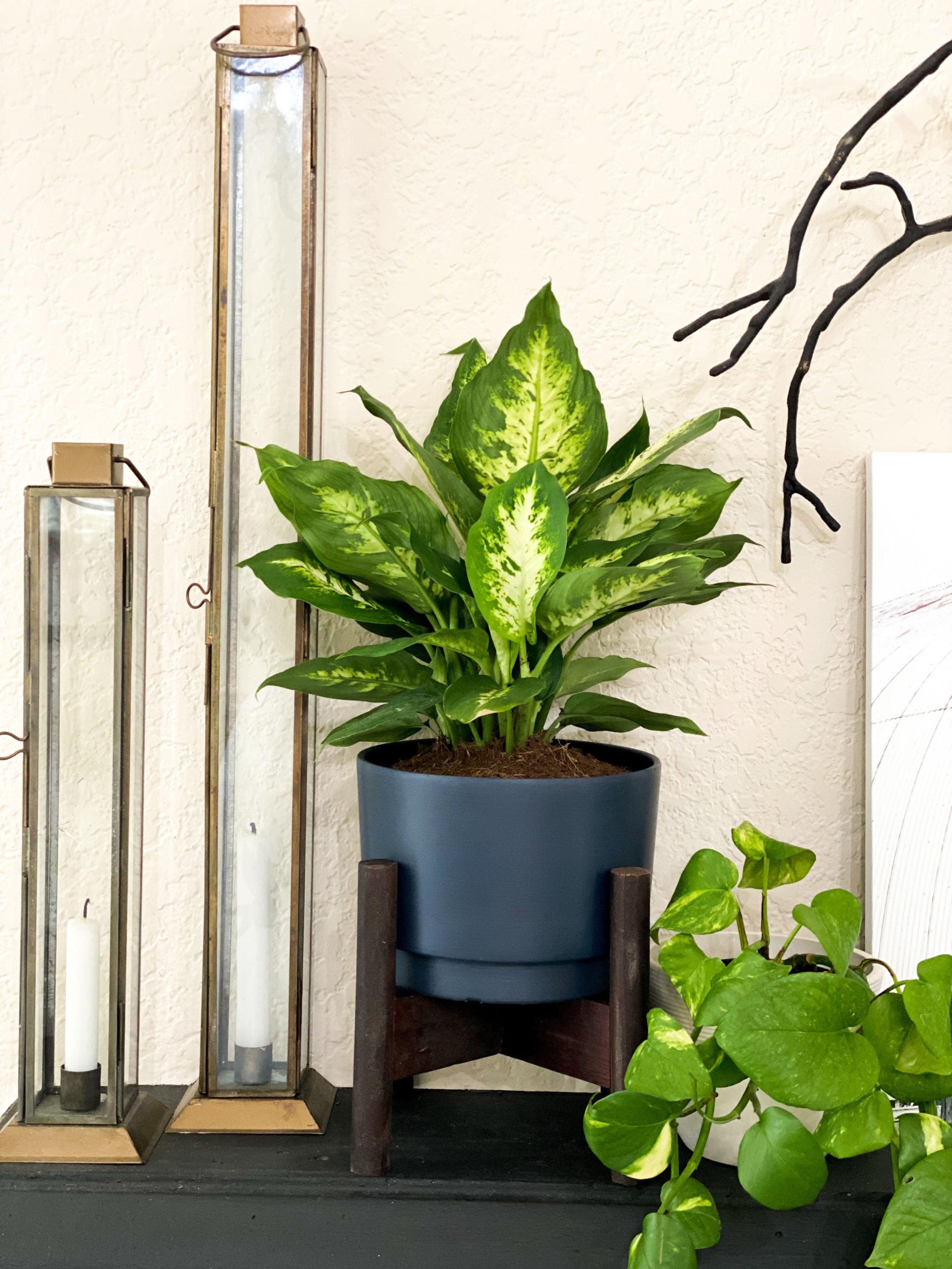 Dieffenbachia Plant  Dumb Cane  brings an extra level of texture with those two tones leaves.