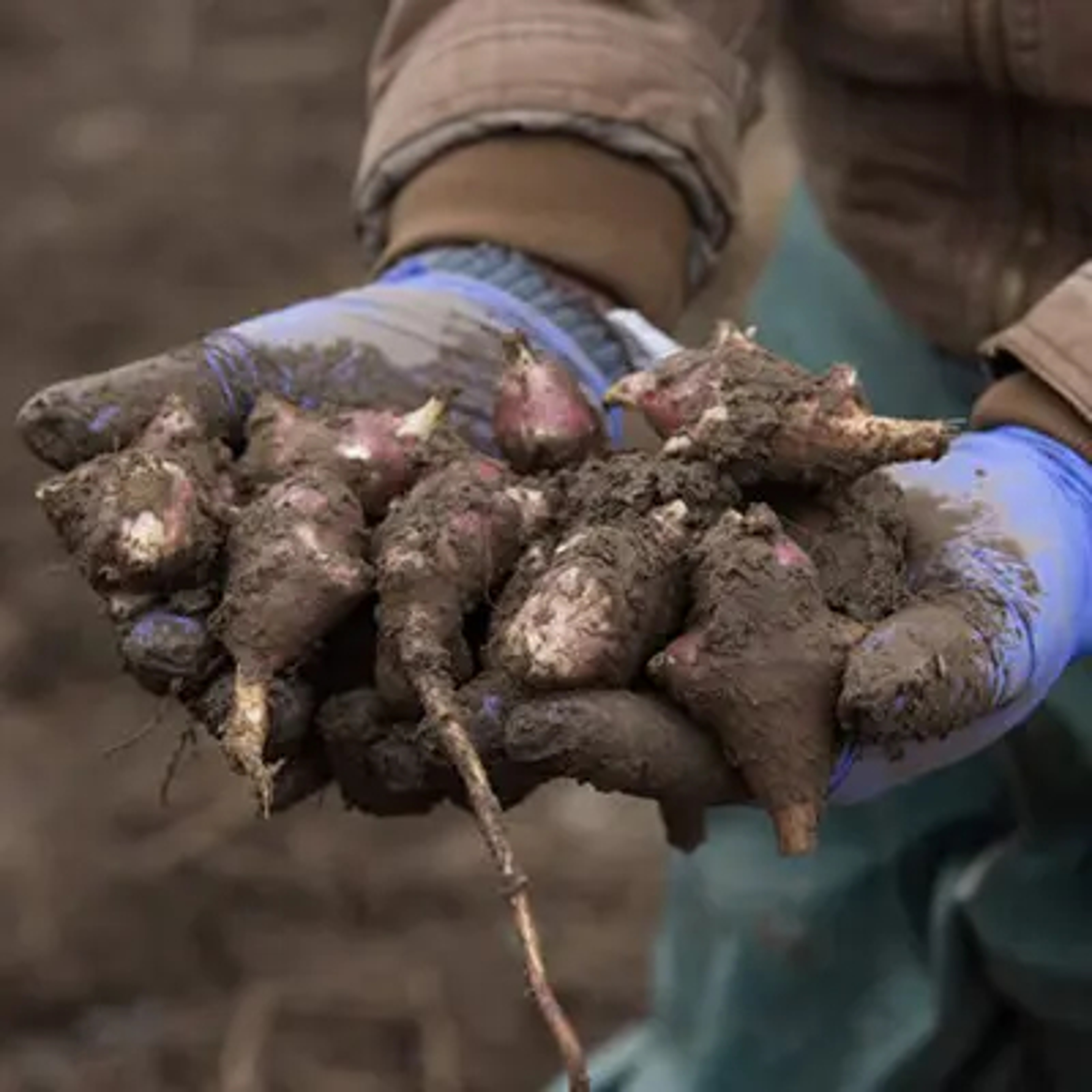 Jerusalem artichokes freshly pulled from the dirt