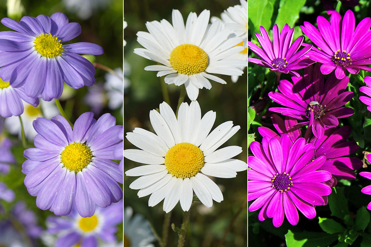 10 Types of Daisies to Grow | Petal Talk