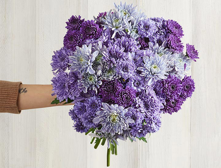 Blue Chrysanthemum Origins & Facts Petal Talk