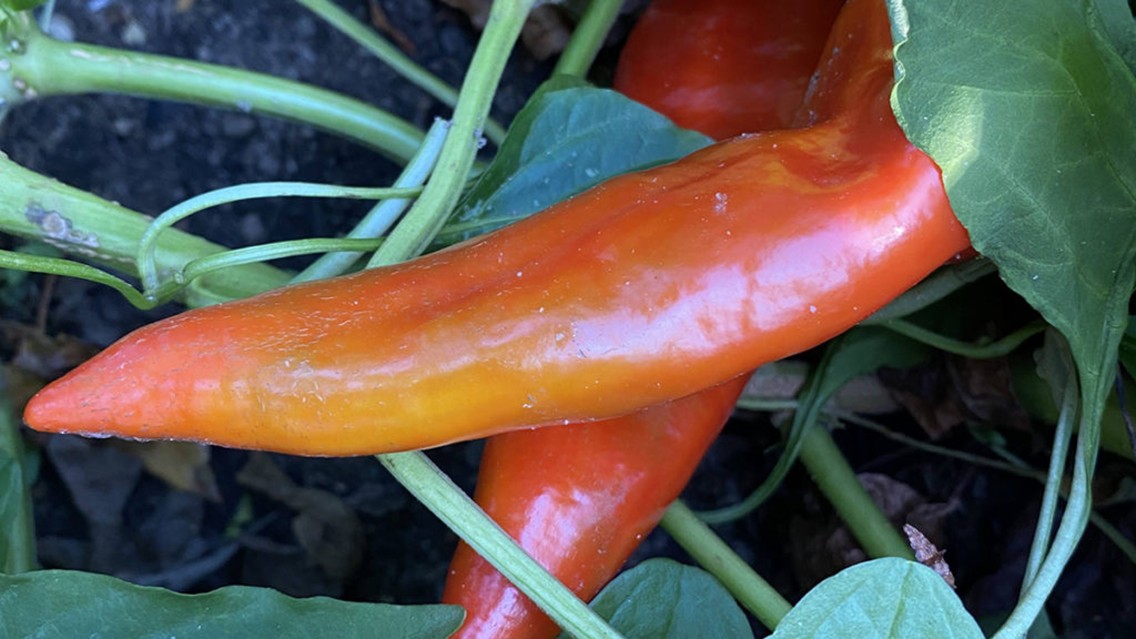 Smile Farms red pepper